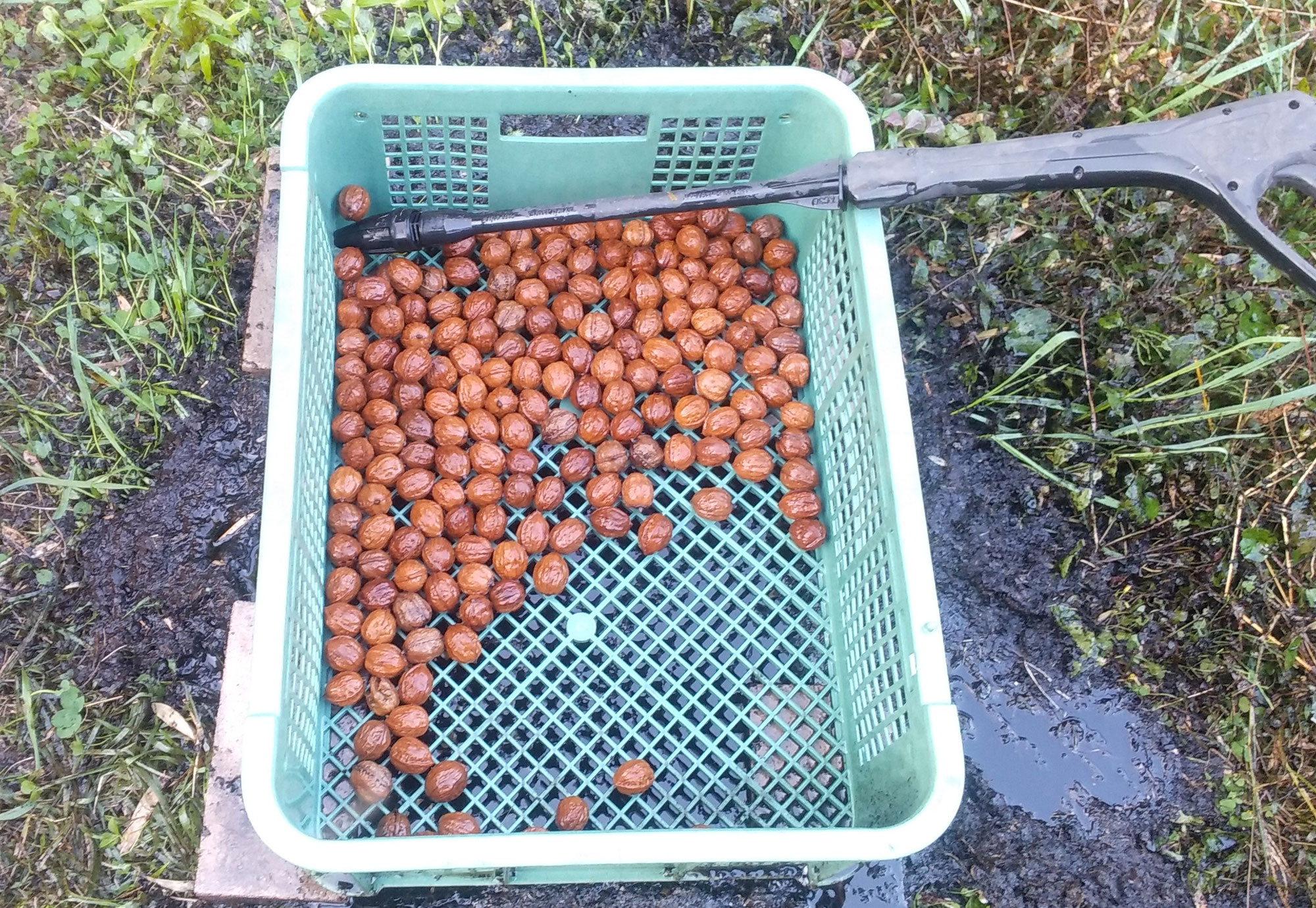 クルミの皮むき完了