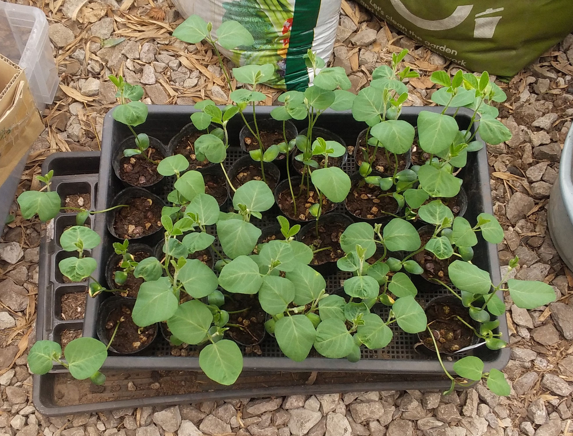 発芽実験その２