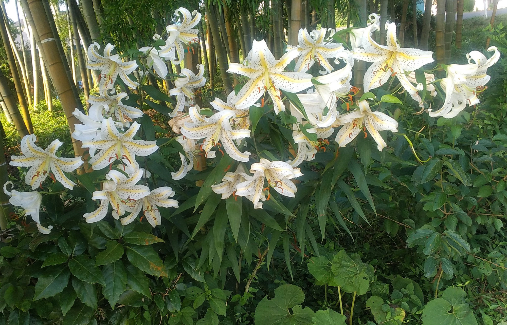 ヤマユリ