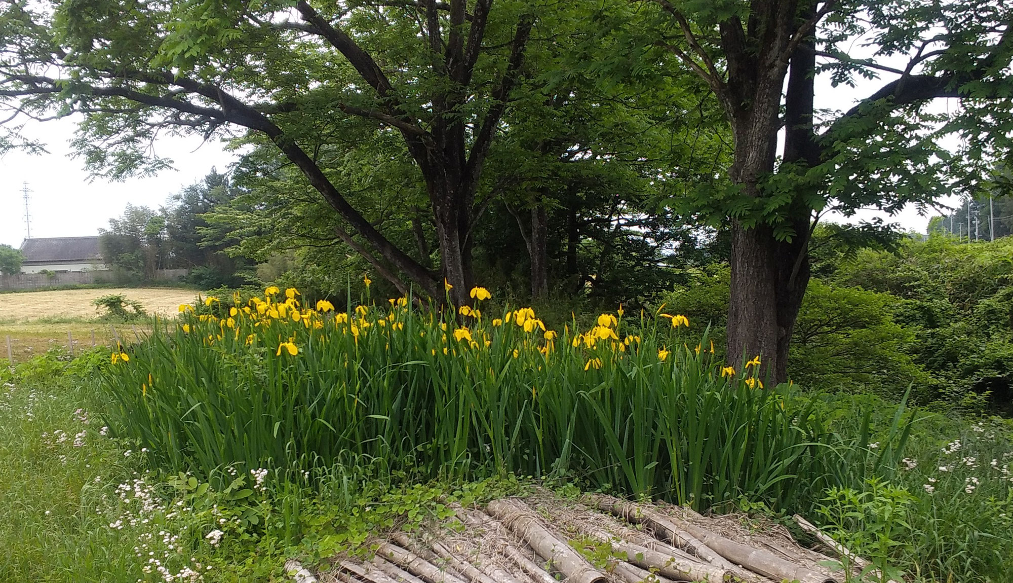 長嶋さん逝く