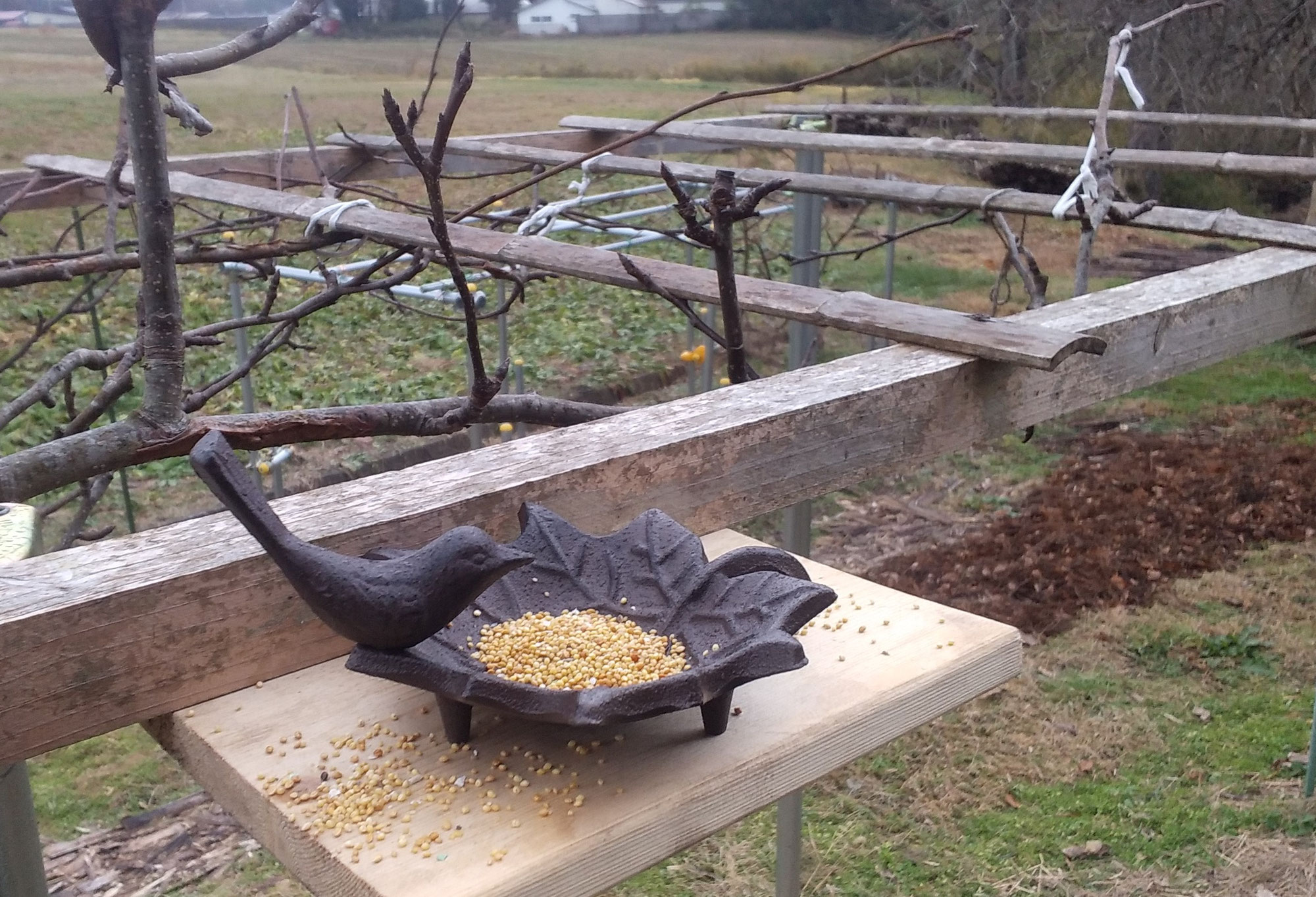 スズメの餌台設置