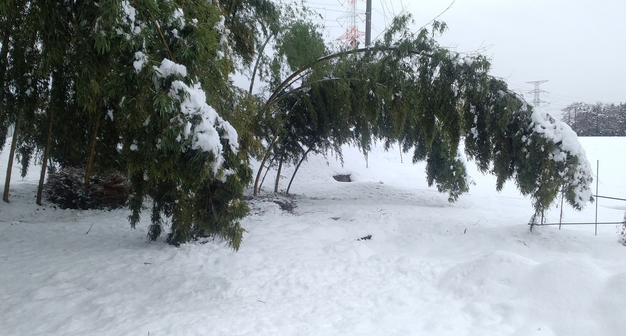 「北限の竹炭」の理由