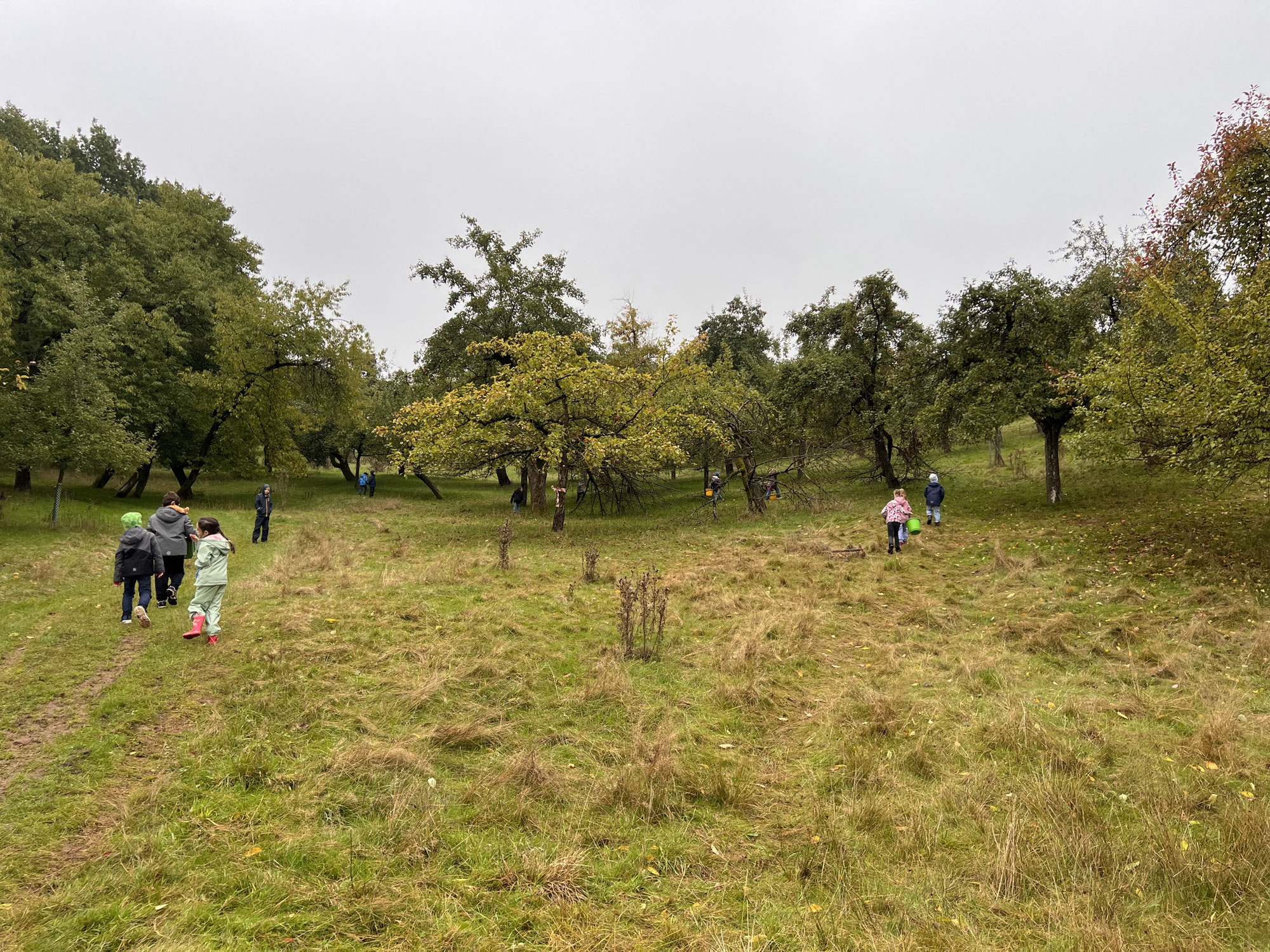 Geschenke der Natur genießen auf der Lichtenauer Streuobstwiese