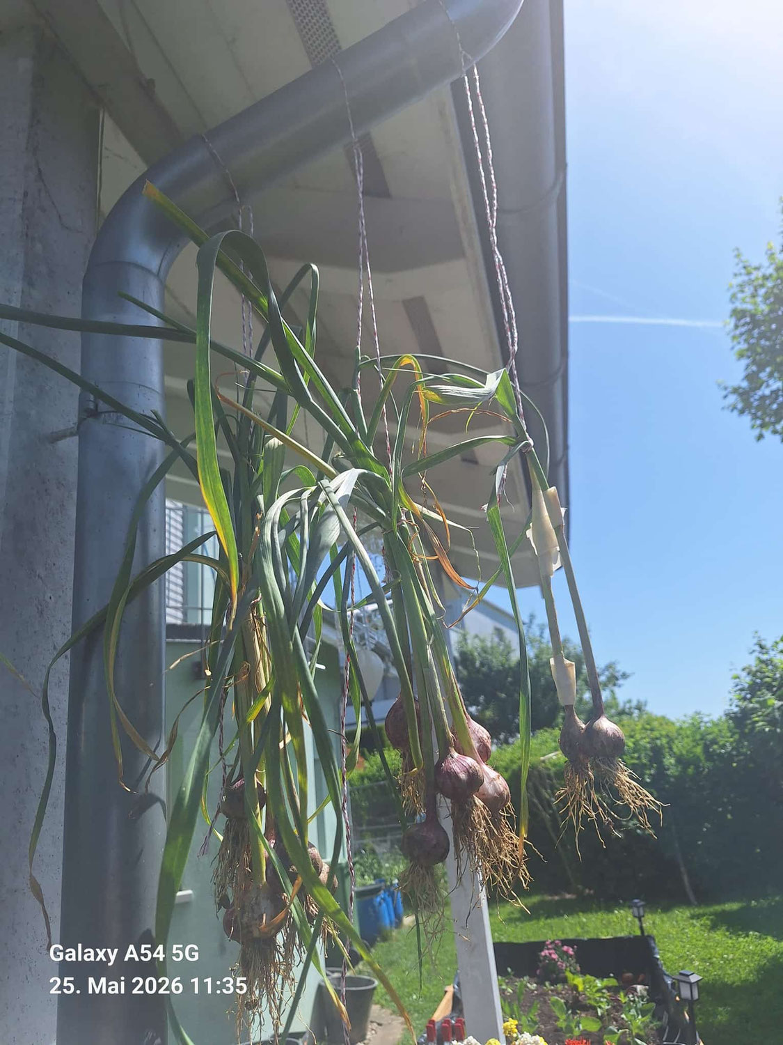 Meine Knoblauchernte