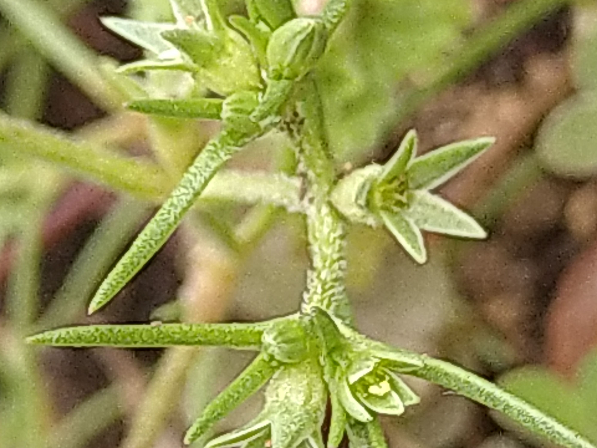 暮らしの相談室から～植物のつぶやき