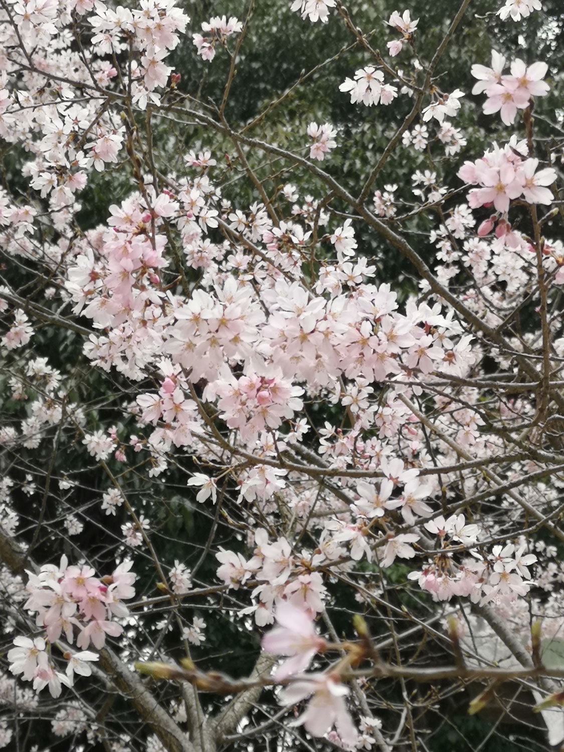 春分の桜🌸