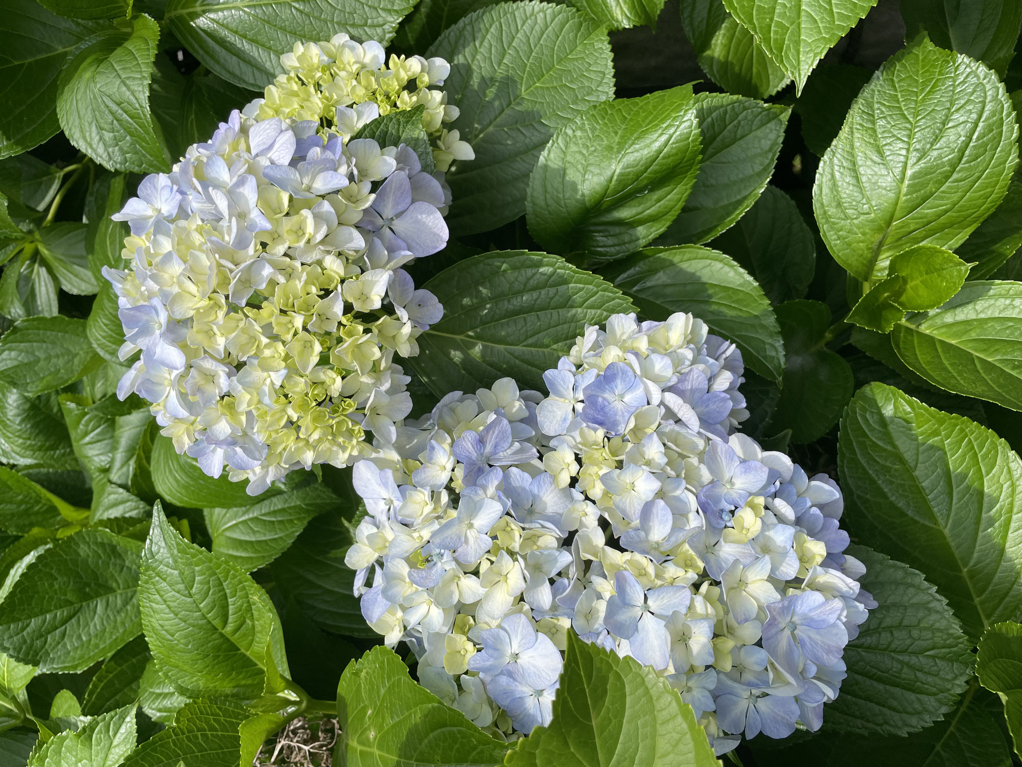 紫陽花とライ！