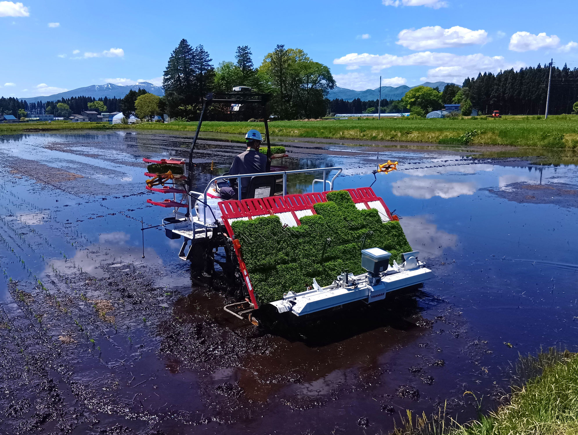 田植えはじまりました！