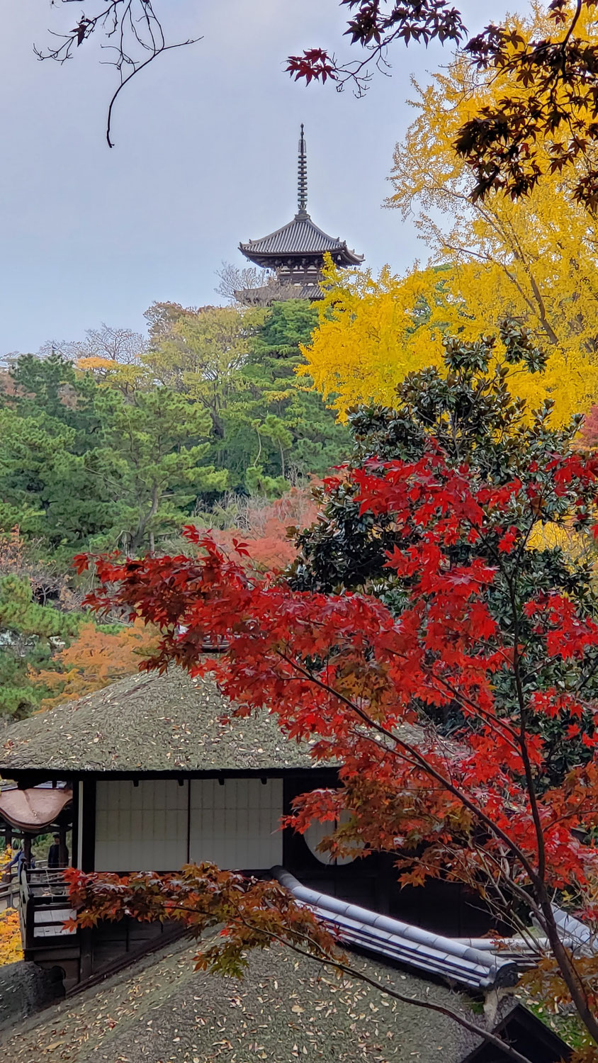 단풍：紅葉