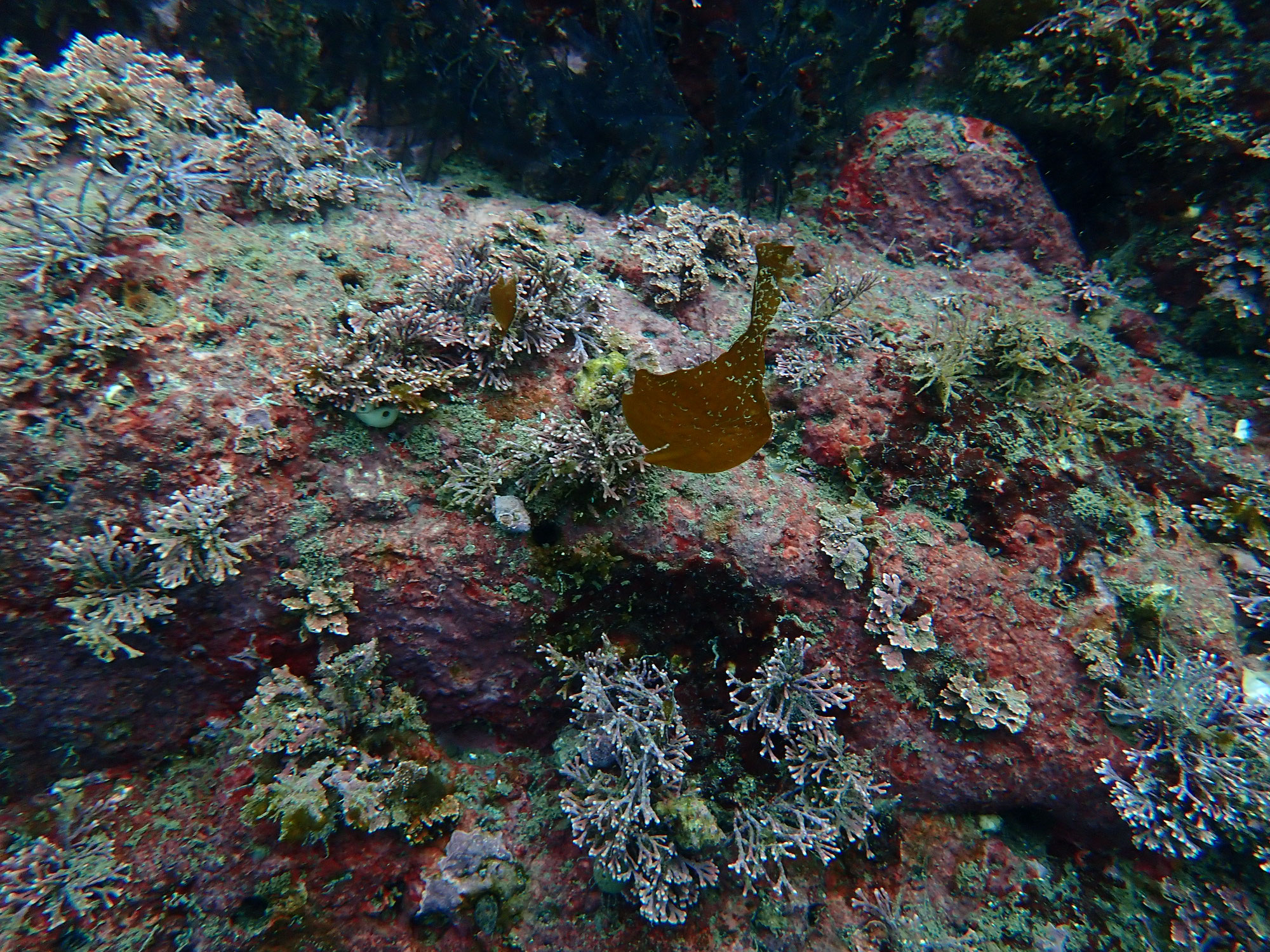 カジメの成長モニタリング