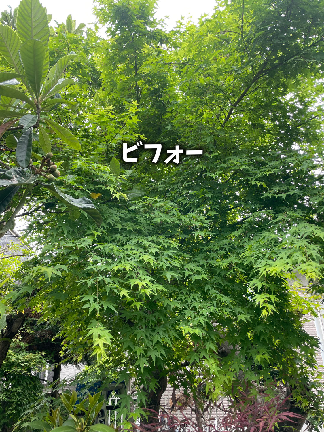庭木モミジの剪定ビフォーアフター