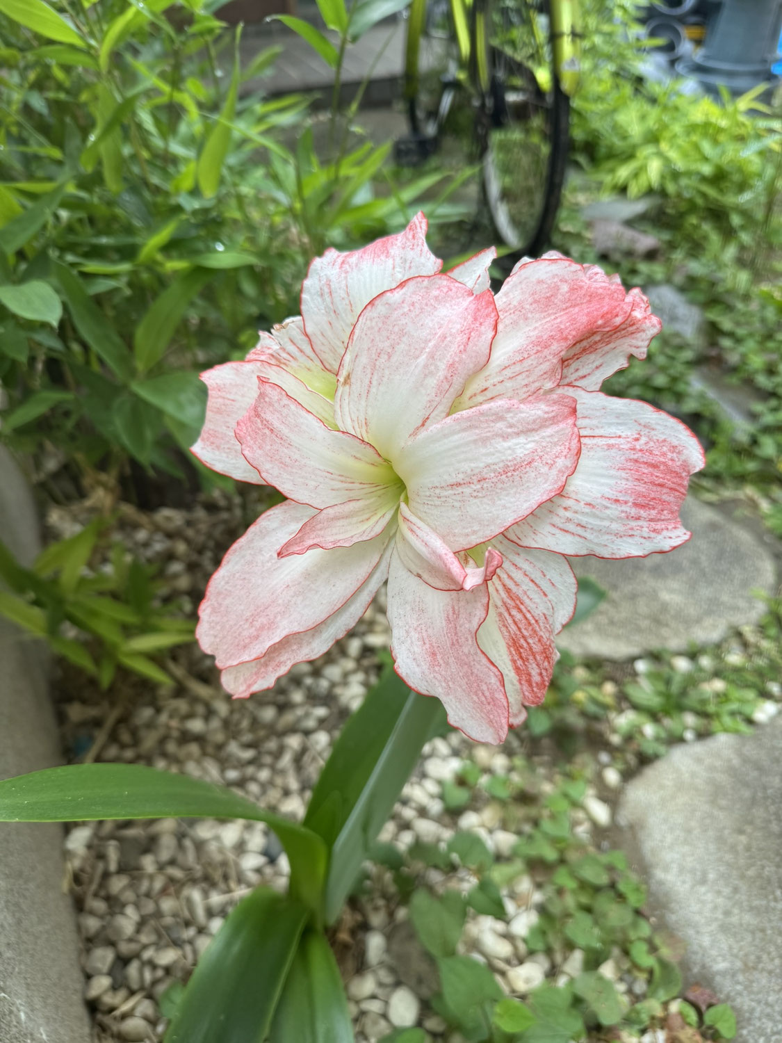 復活した花とめだか