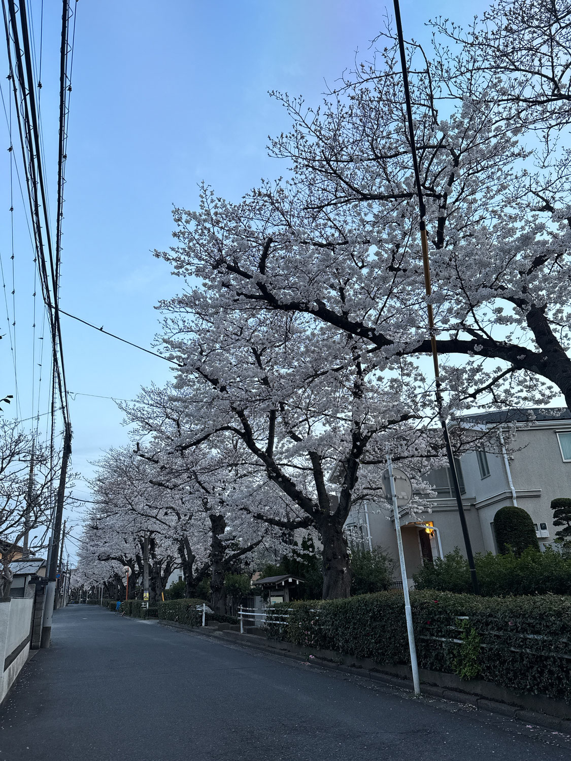 春ですね～（遅）新しい資格