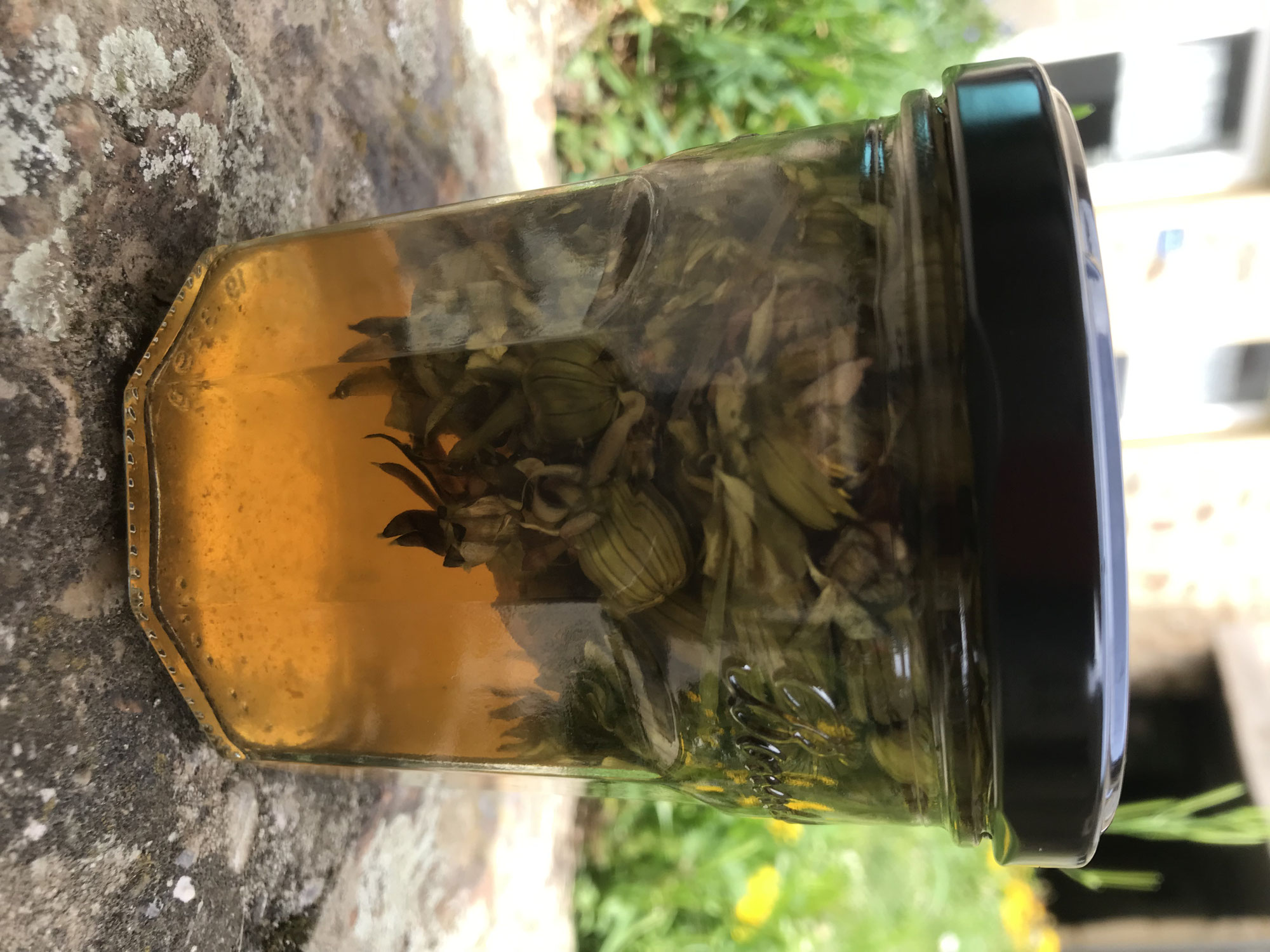 pickles de boutons de pissenlit