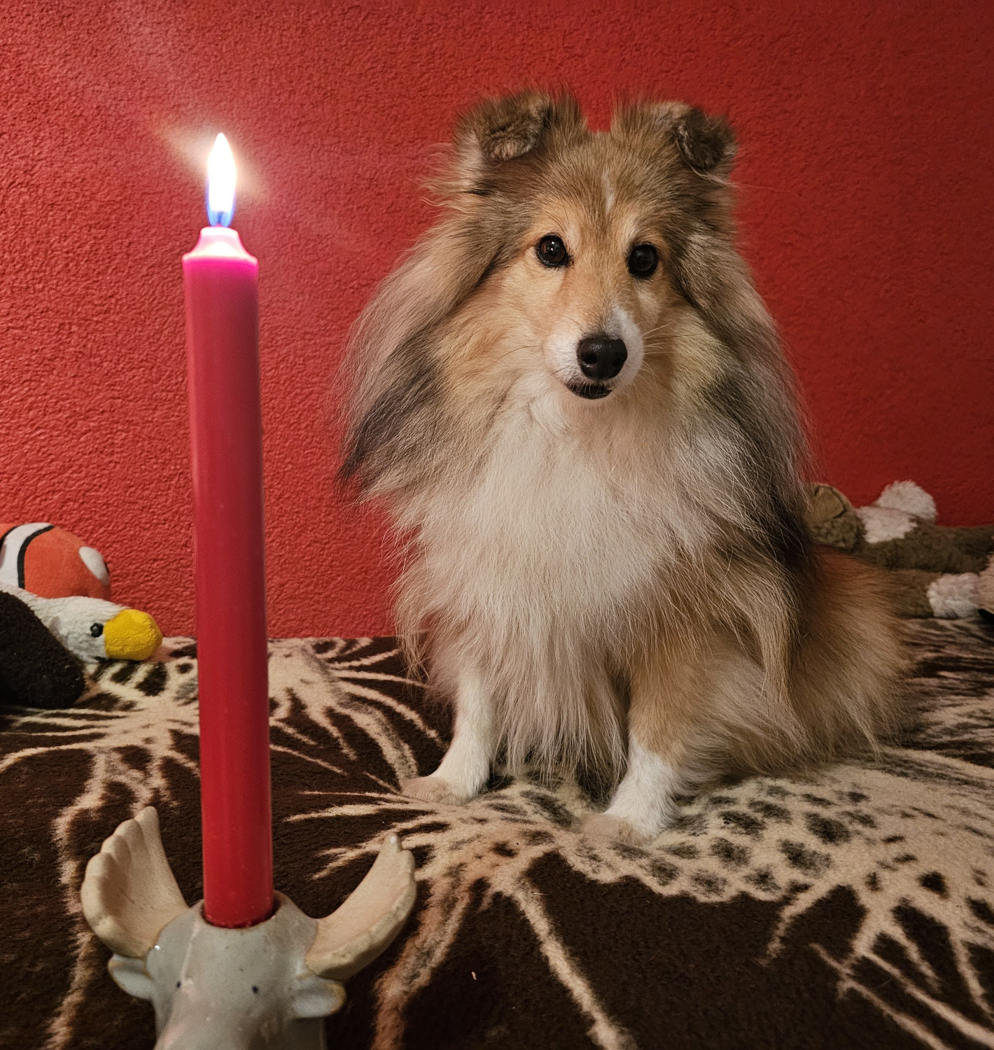 Queeny ist heute 9-jährig