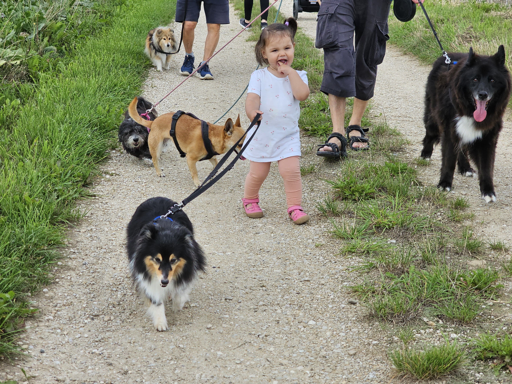 Shelties & Enkelkinder