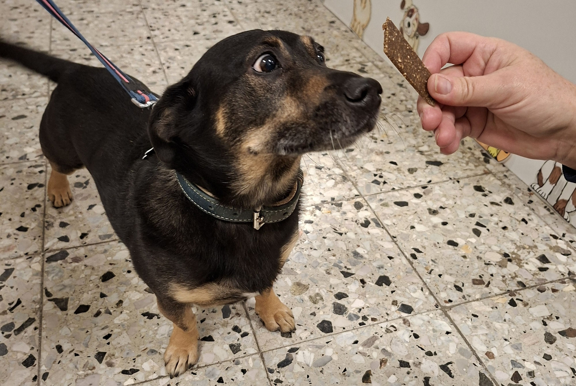 Ein Leckerchen in Ehren......