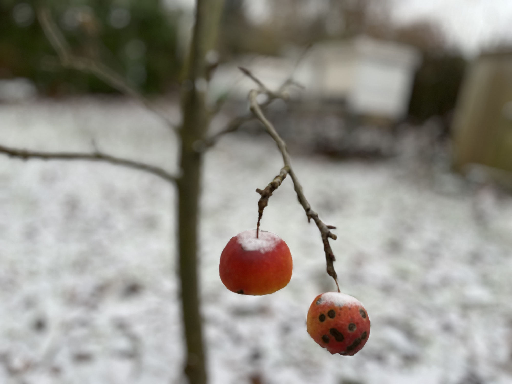 Was machen Bienen eigentlich im Winter?