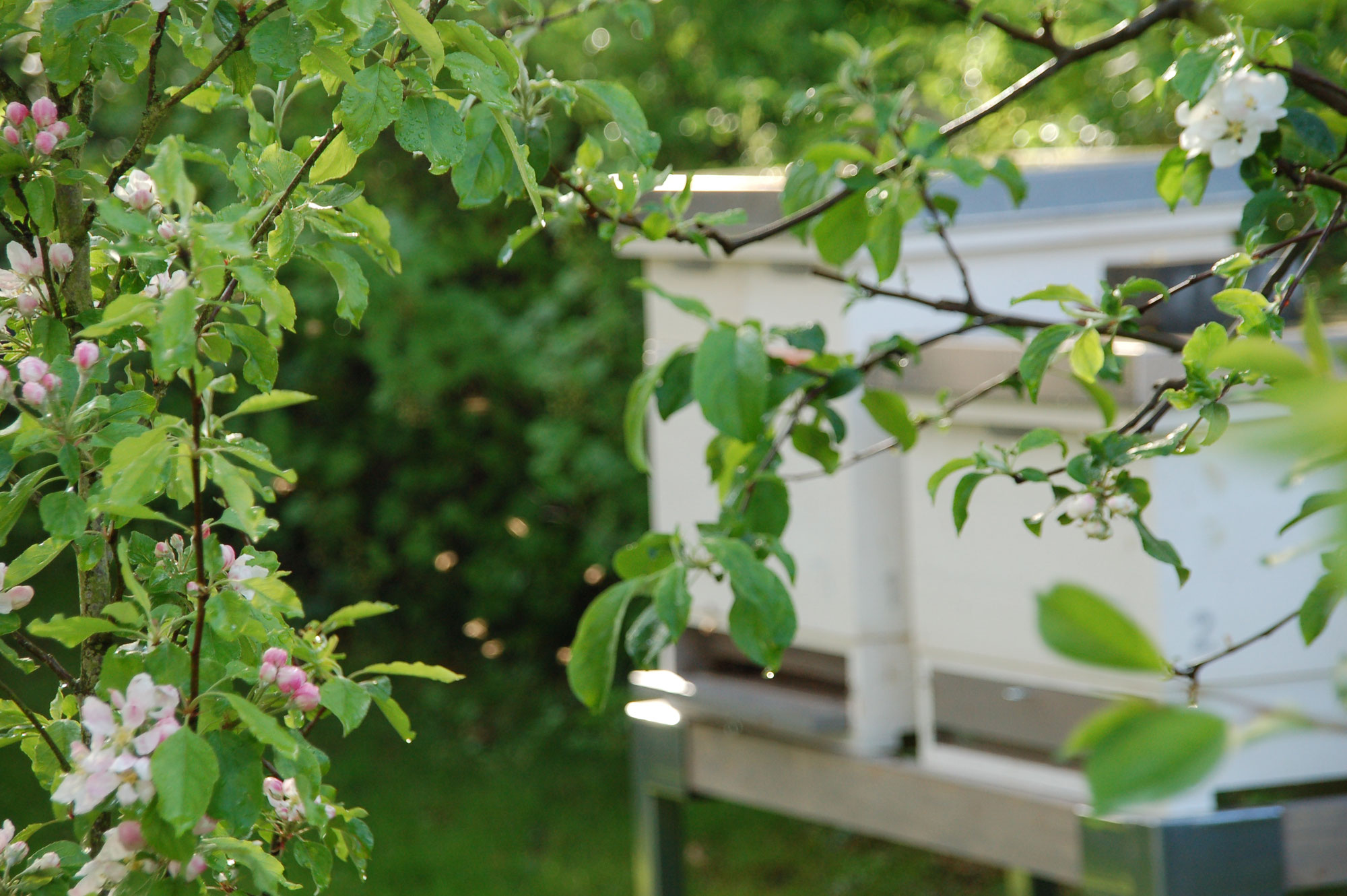 Auch Bienen mögen kein Regenwetter