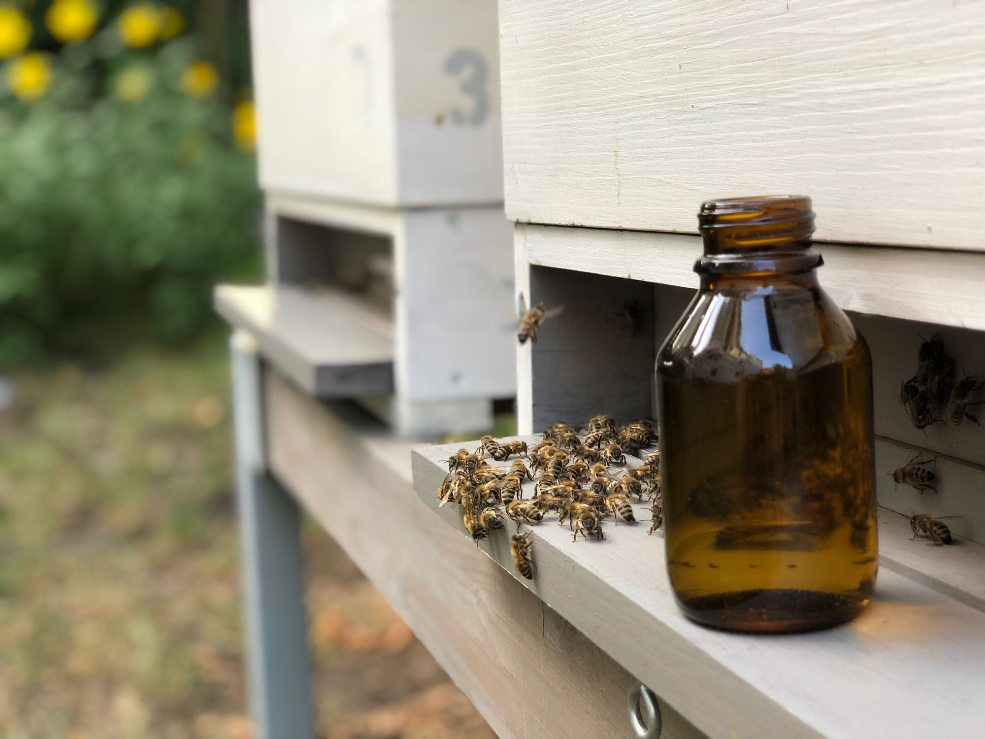 Propolis Tinktur gegen Infektionen?