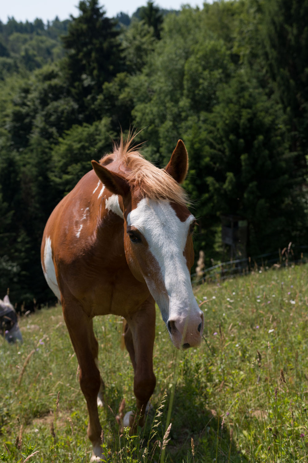 Kotwasser beim Pferd – Ursachen, Fütterung und Unterstützung