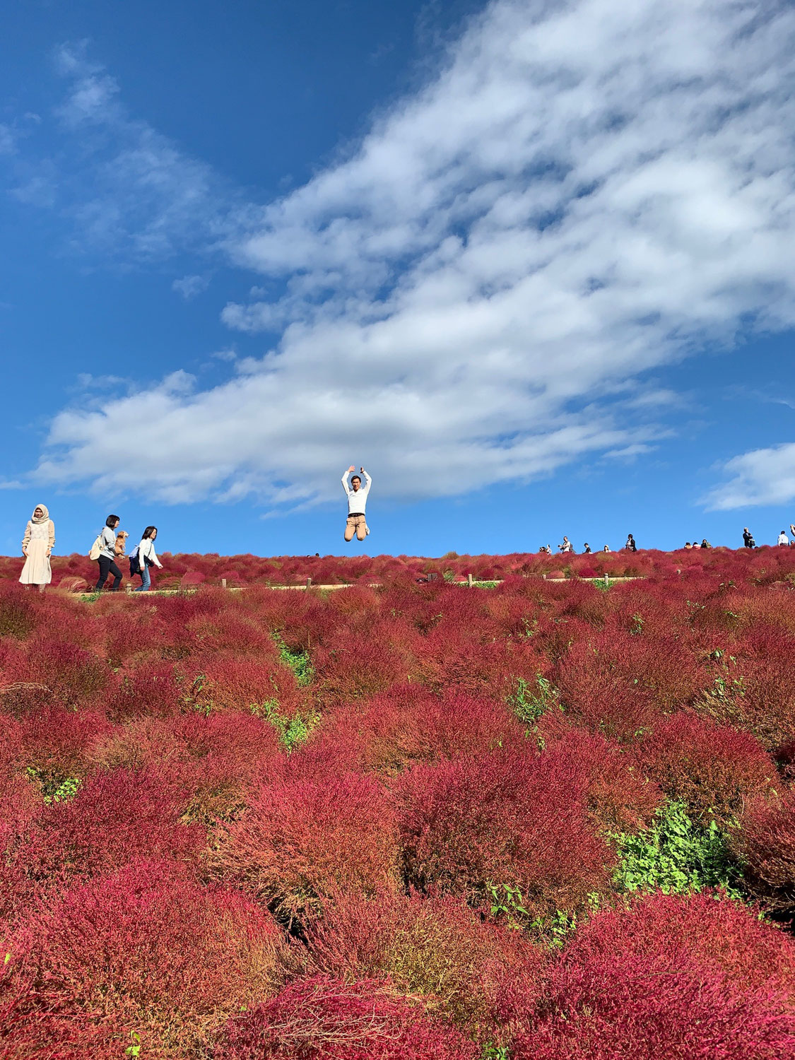 じゅん散歩＃40「茨城ひたち海浜公園コキア紅葉さんぽ」