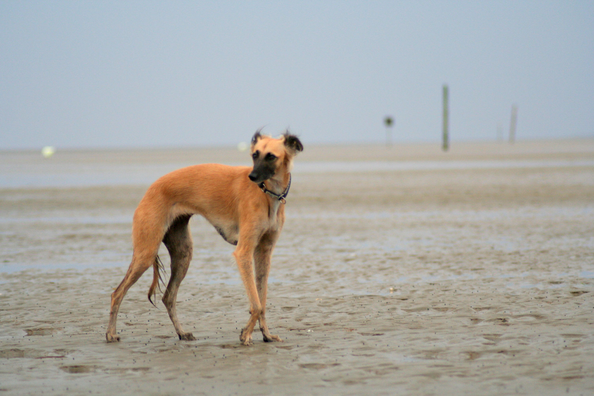 Impressum Windhunde von Eichenwind Silken Windsprite Zucht