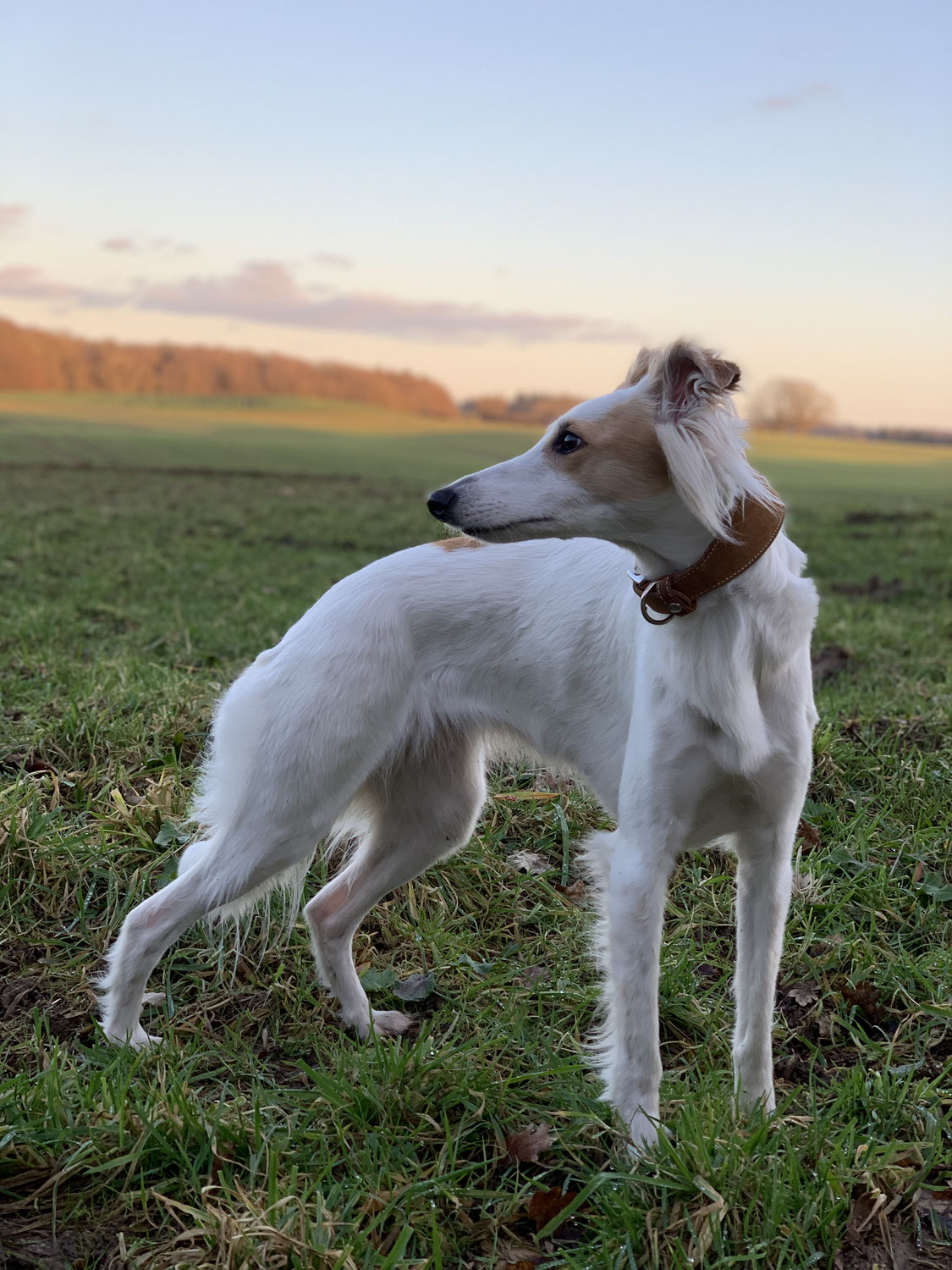 Neue Fotos von Dalis Welpen