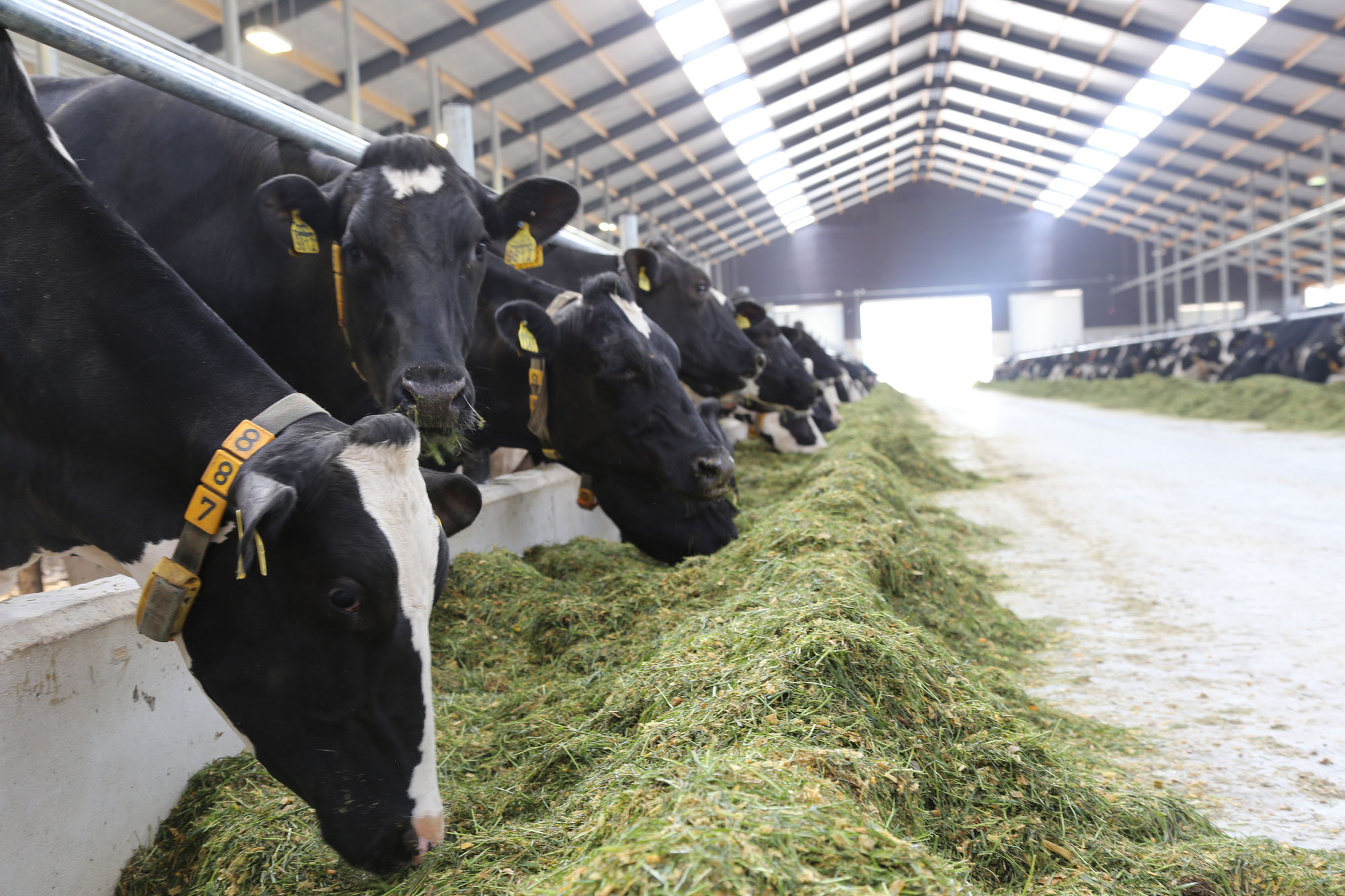 Innovations from the cooperation between WMFC and the dairy industry