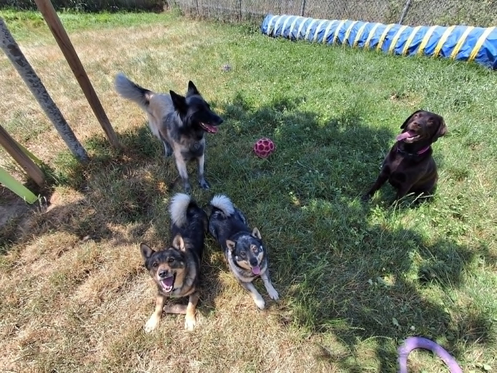 Mon chien n'a jamais été gardé : comment préparer sereinement son premier séjour en pension canine ?