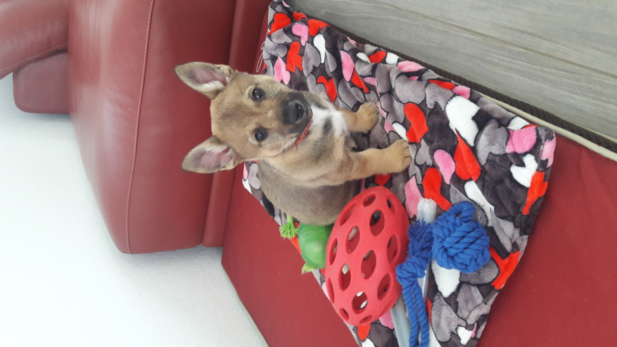Mon chiot vient d'arriver : quand commencer les cours d'éducation et l'habituer à la pension canine ?
