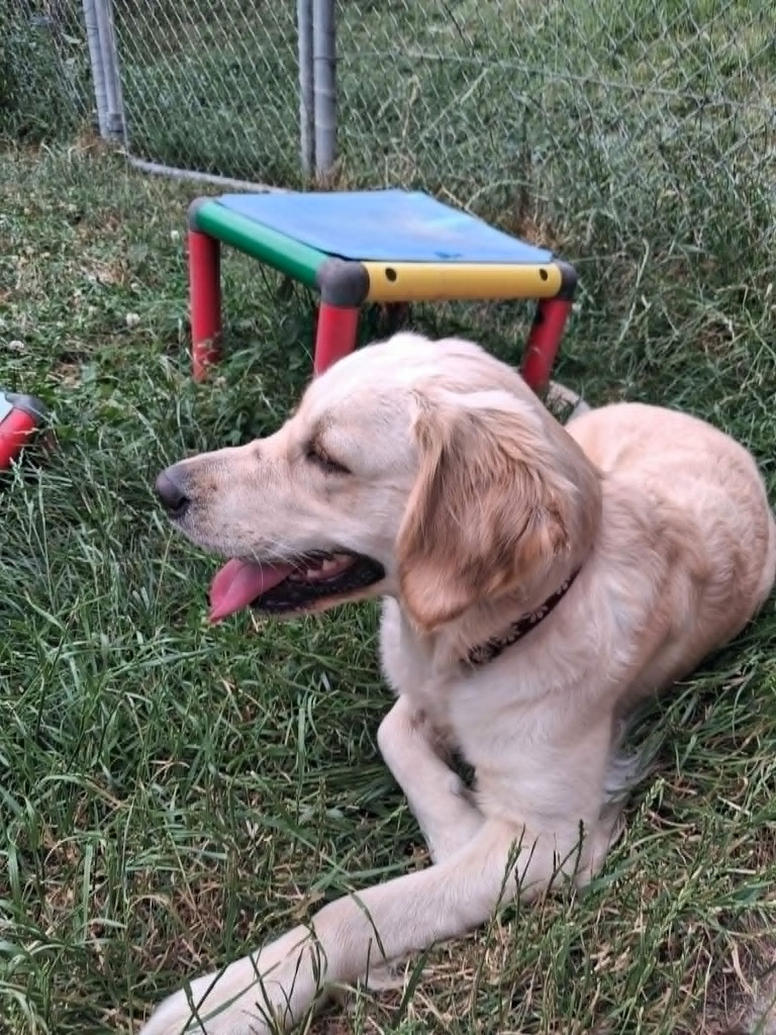 Pourquoi une pension canine familiale ne se résume pas à laisser des chiens dans un jardin?