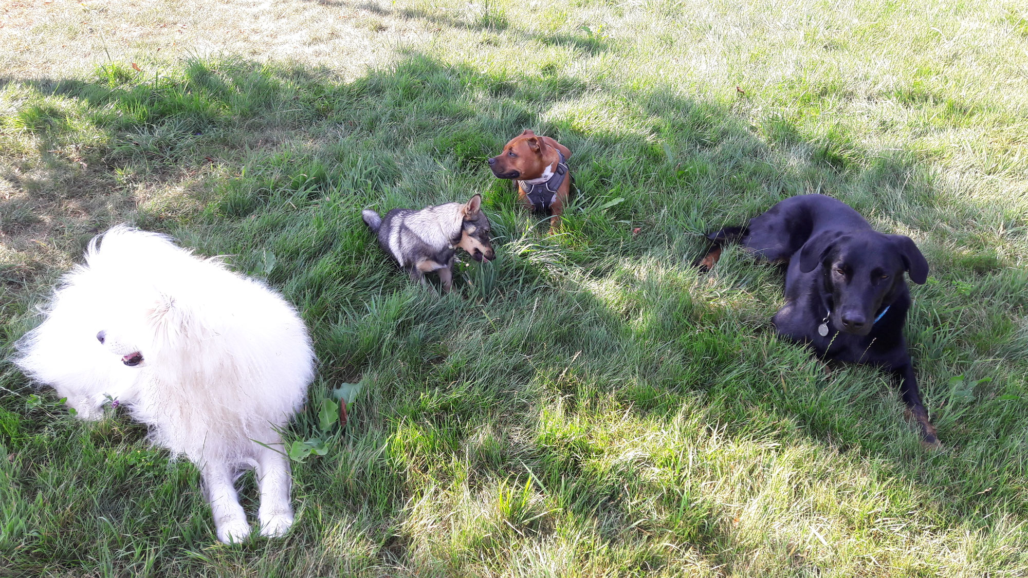 Mon chien est-il fait pour vivre en pension canine familiale en groupe ?