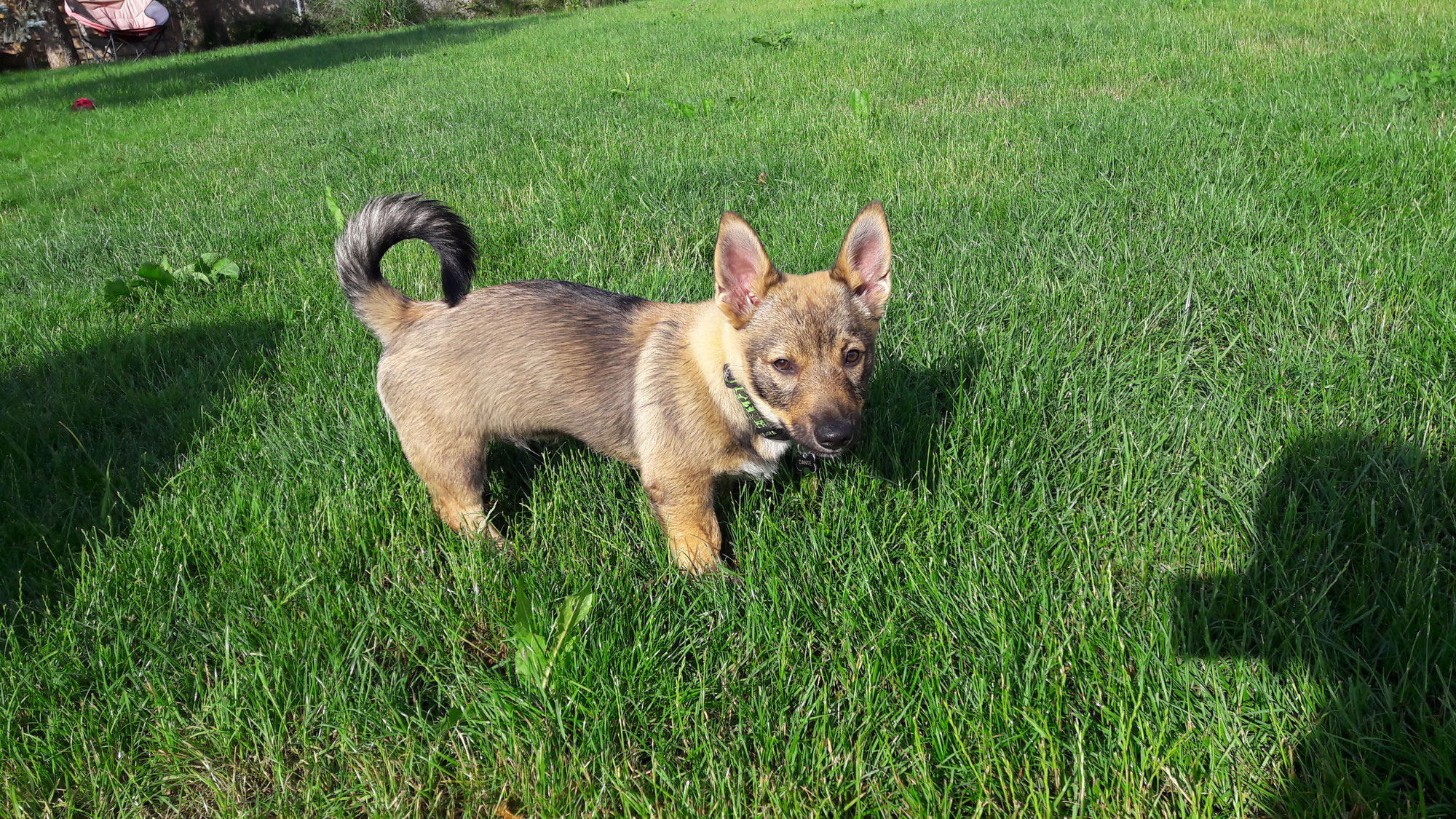 Mon chiot vient d'arriver : quand commencer les cours d'éducation et l'habituer à la pension canine ?