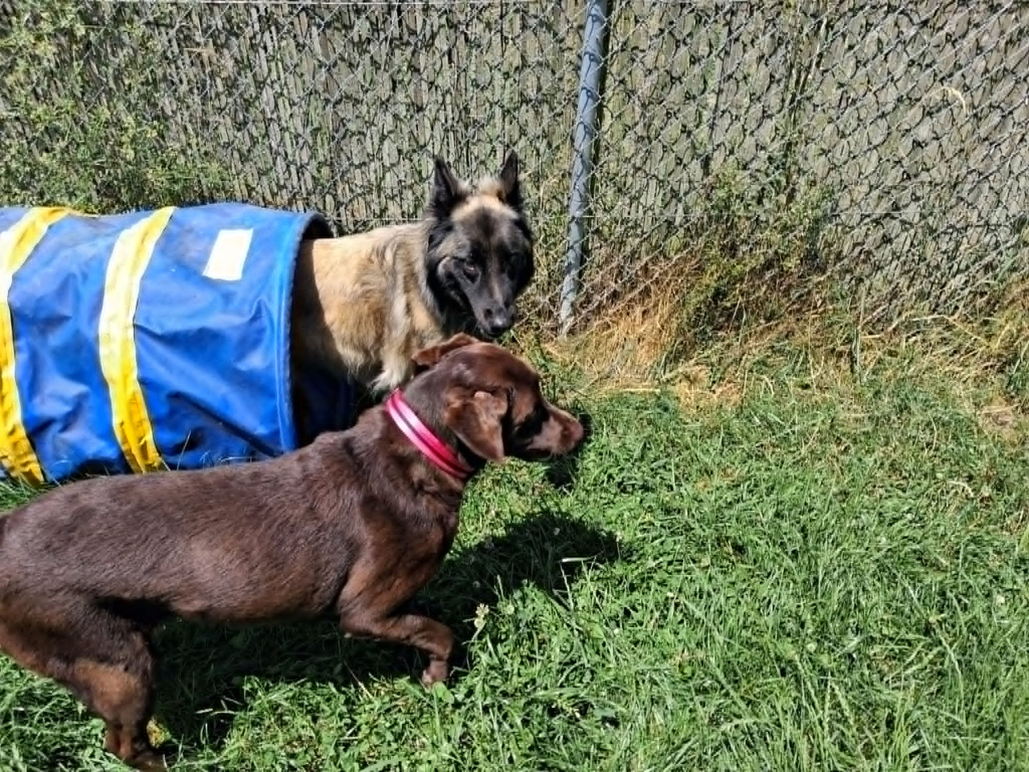 Pension canine familiale ou box : quelles différences ?