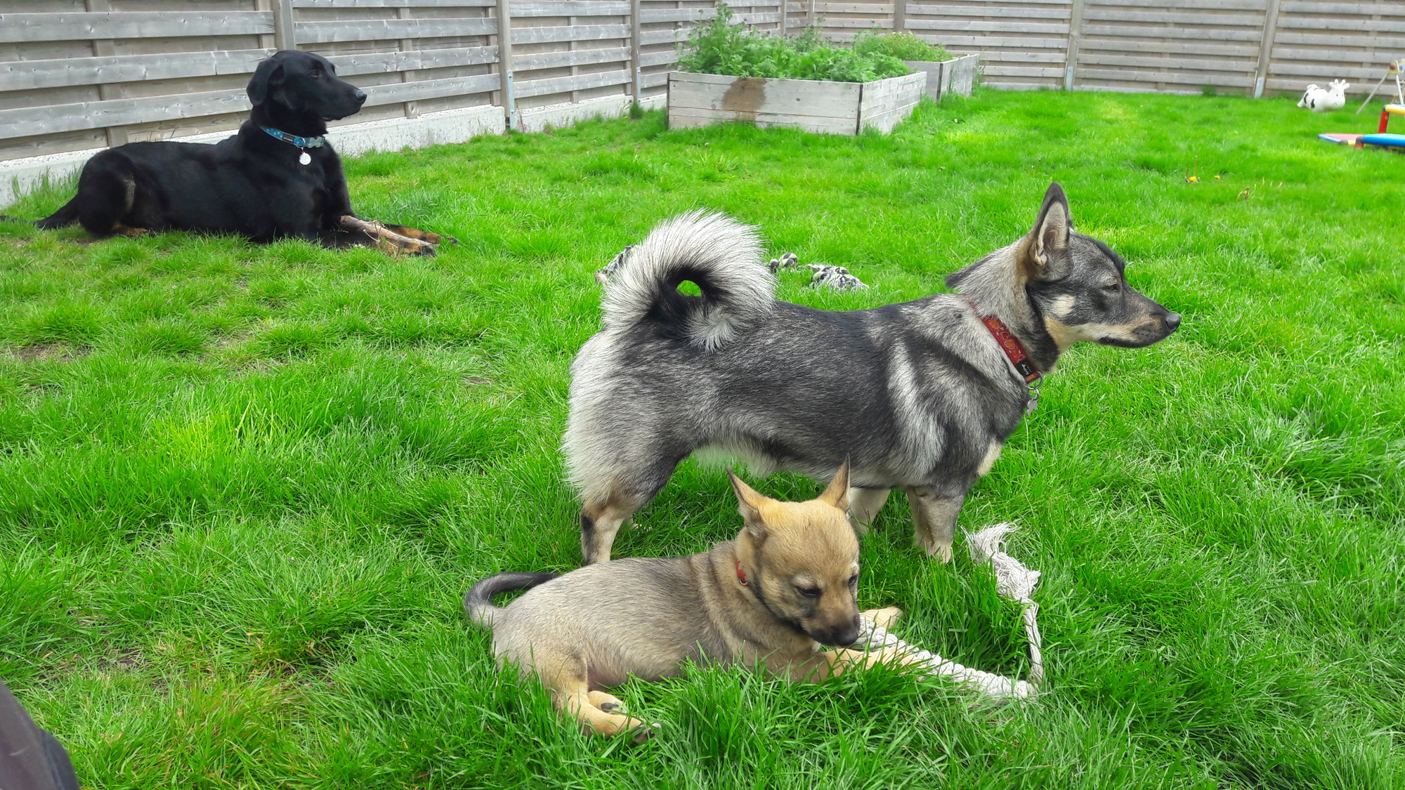 Mon chiot doit-il vraiment rencontrer tous les chiens qu'il croise ?