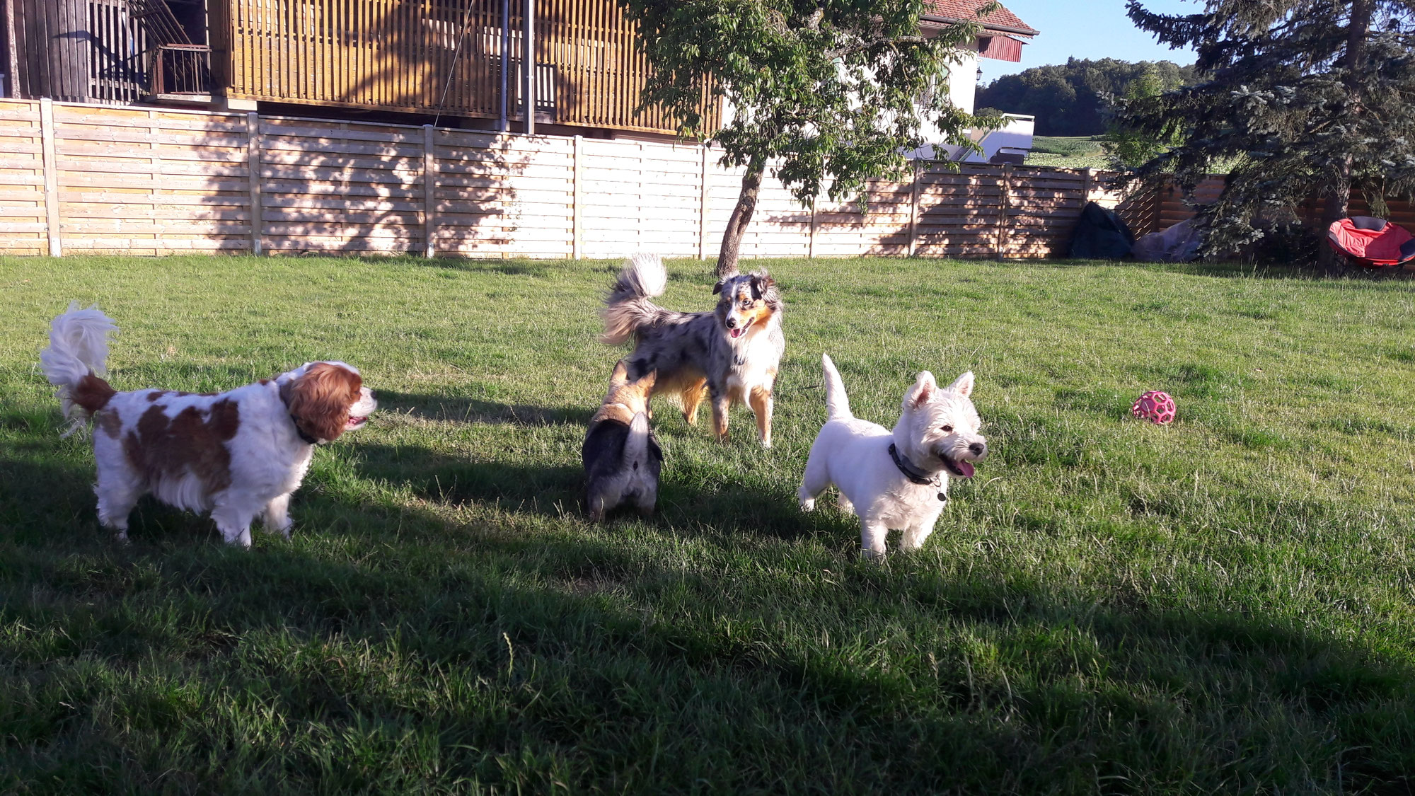 Vous recherchez une pension canine familiale près de Neuchâtel ?