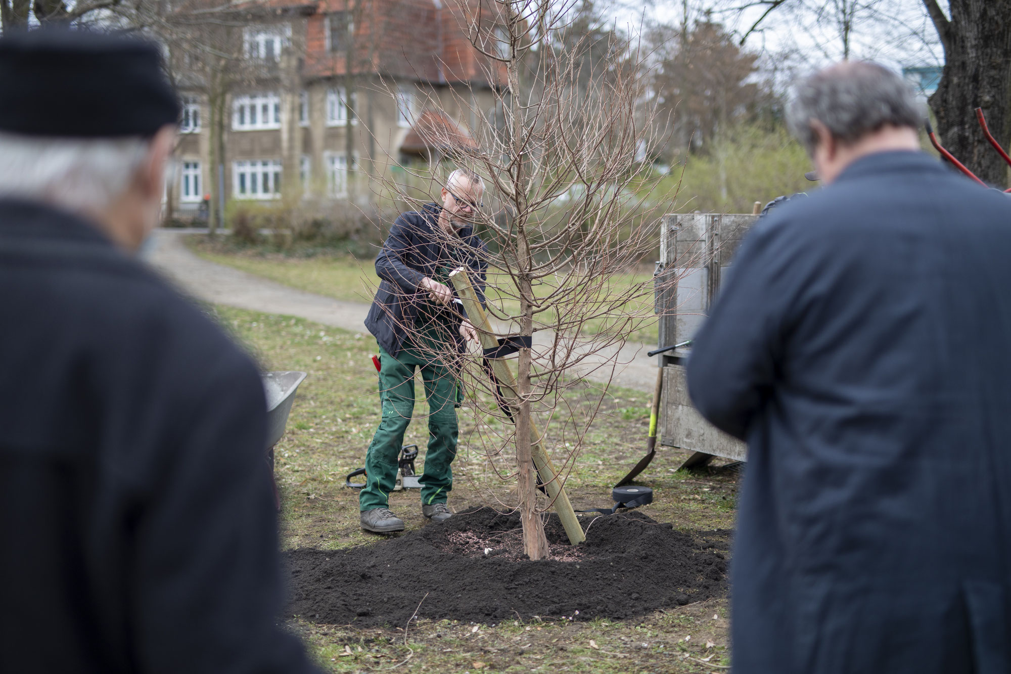 In Senftenberg wächst wieder eine Sumpfzypresse