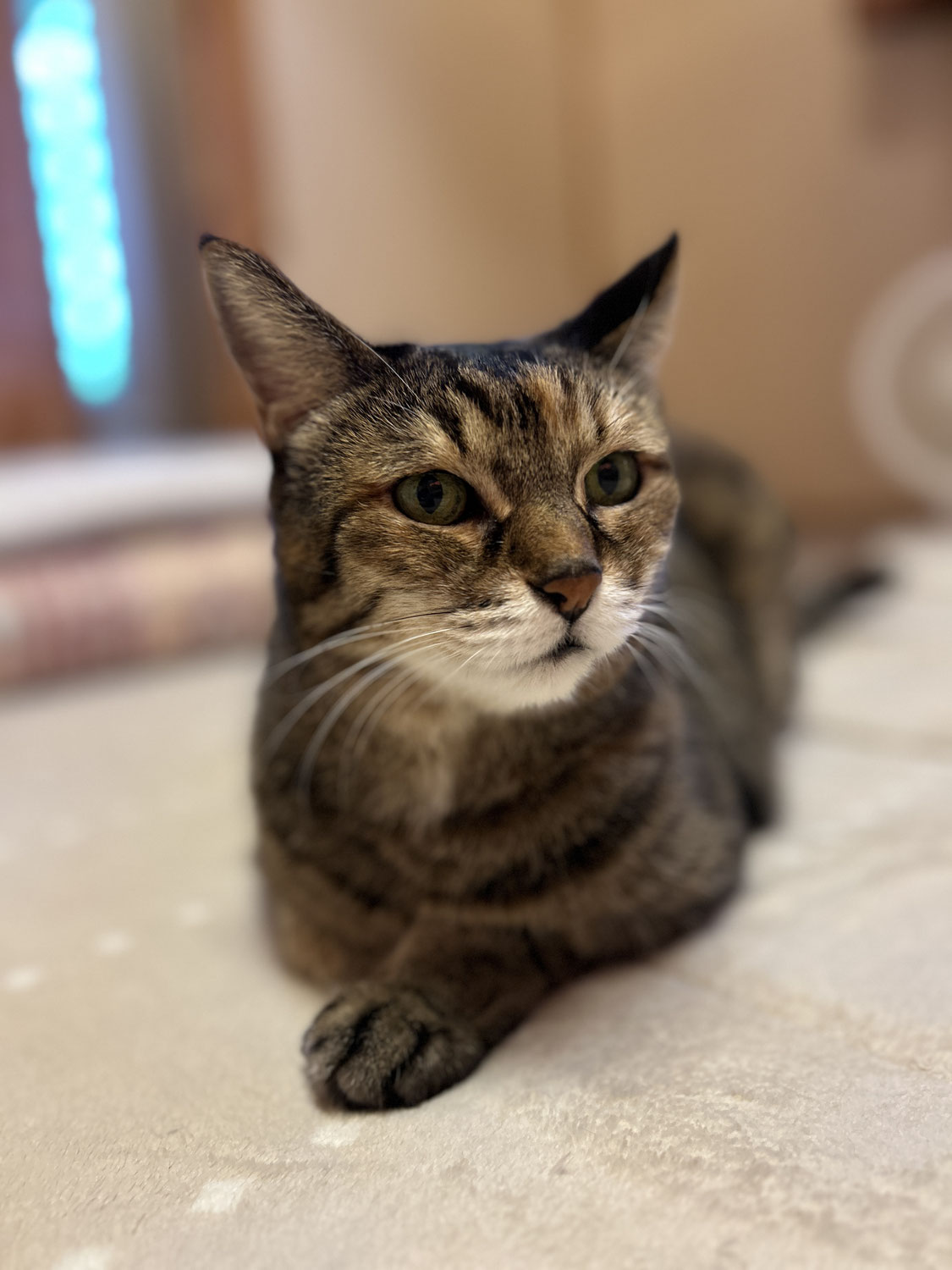 猫のための暖房は