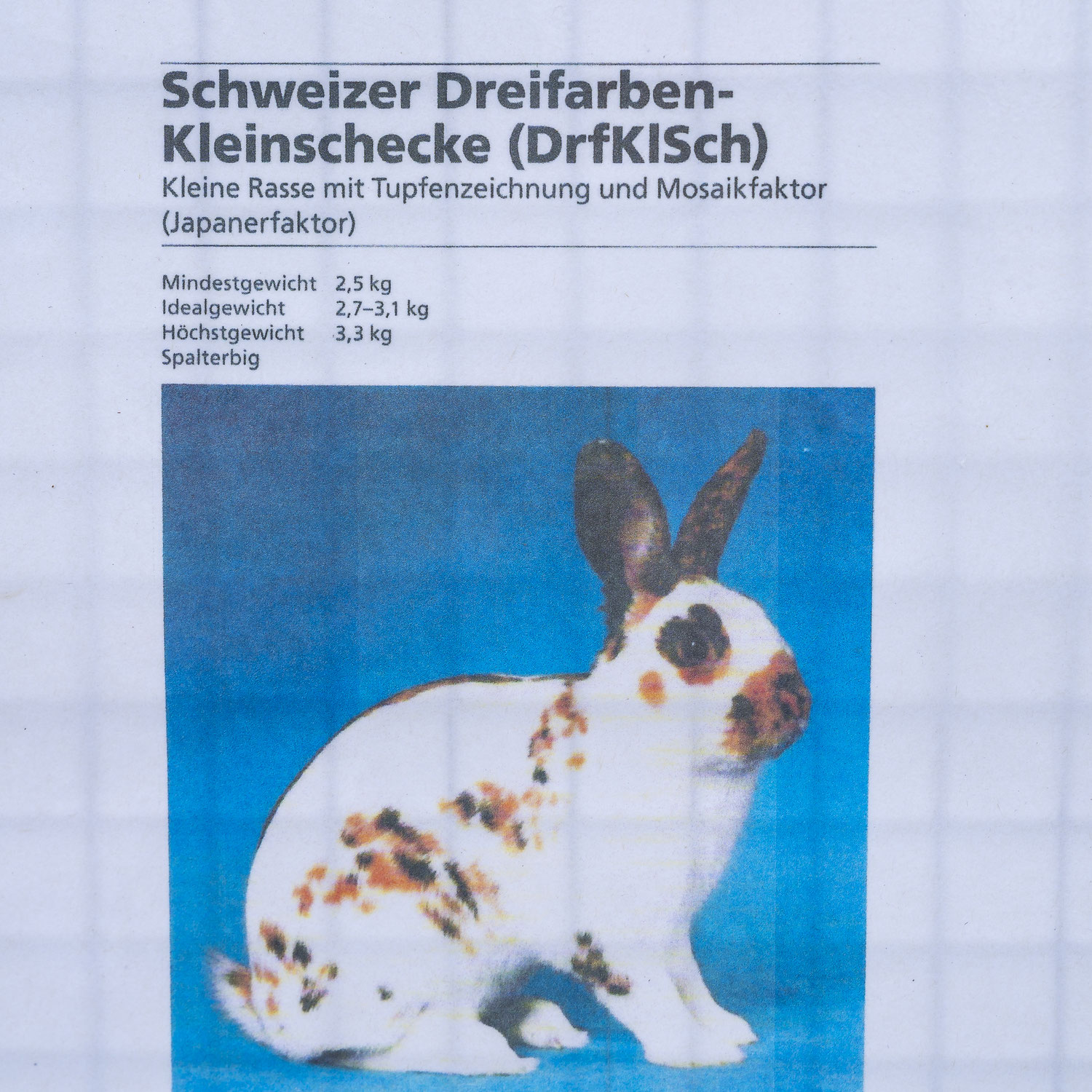 Die Kaninchenanlage ist fertig!