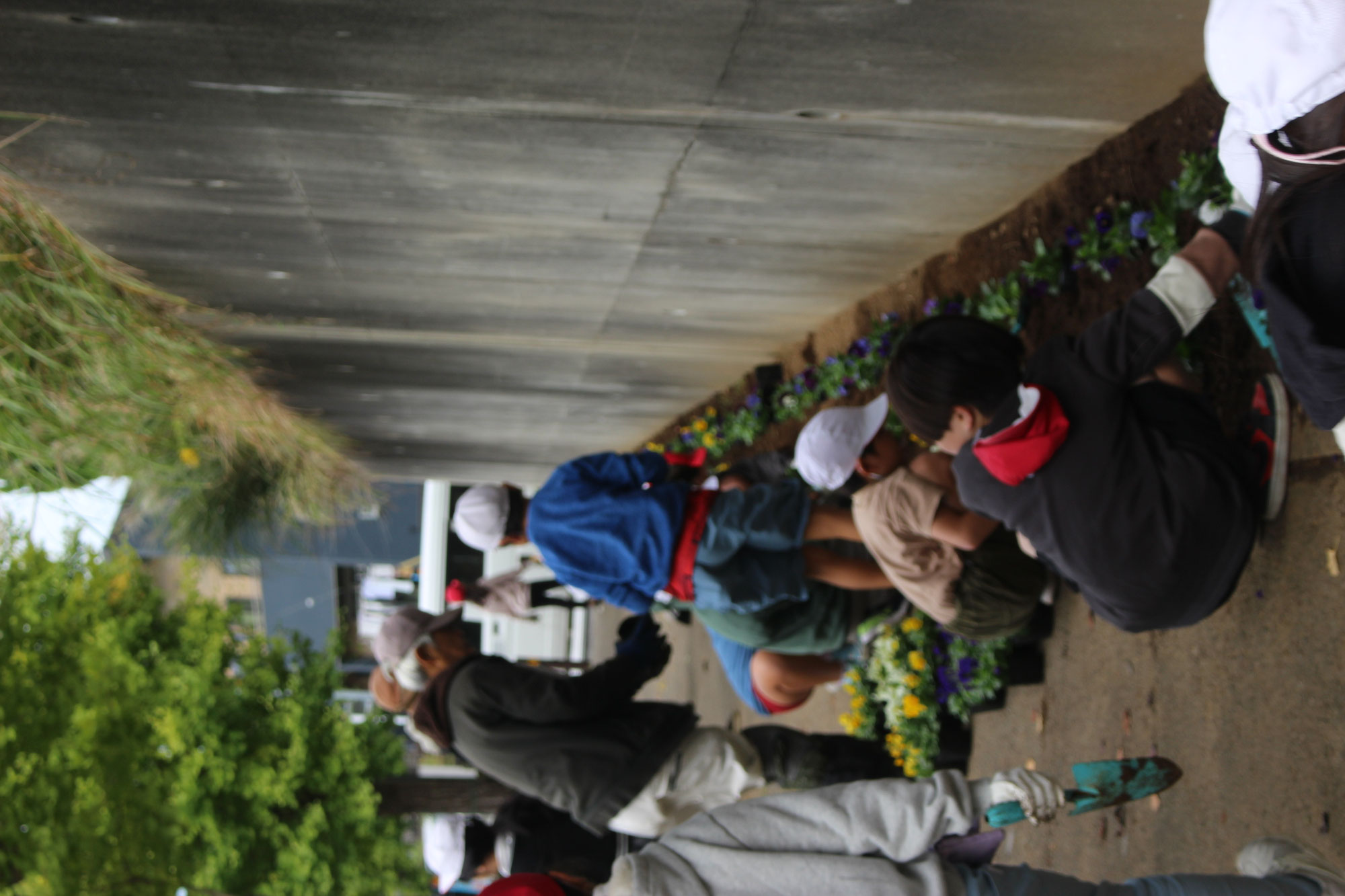秋のわくわく花植え