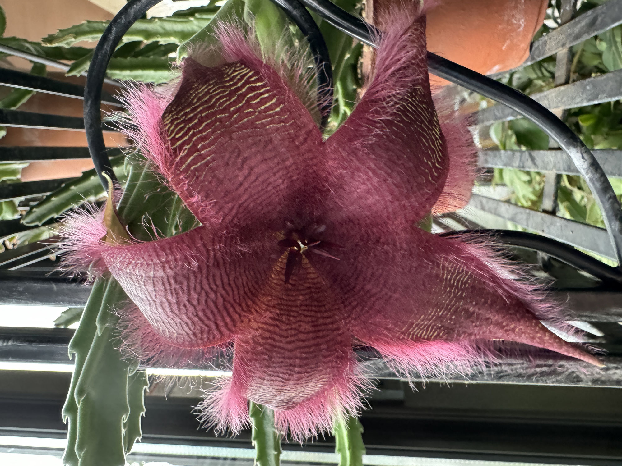 サボテンの咲いた花