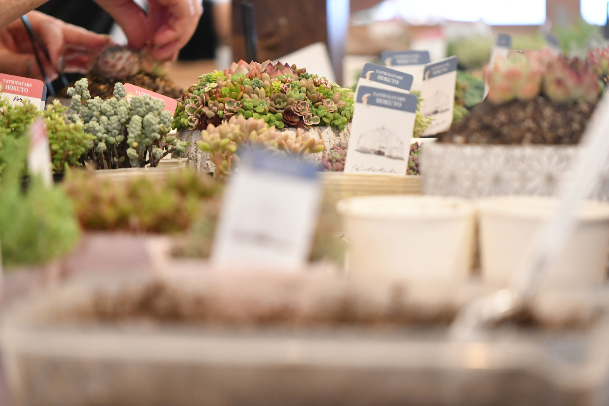 多肉植物寄せ植え教室