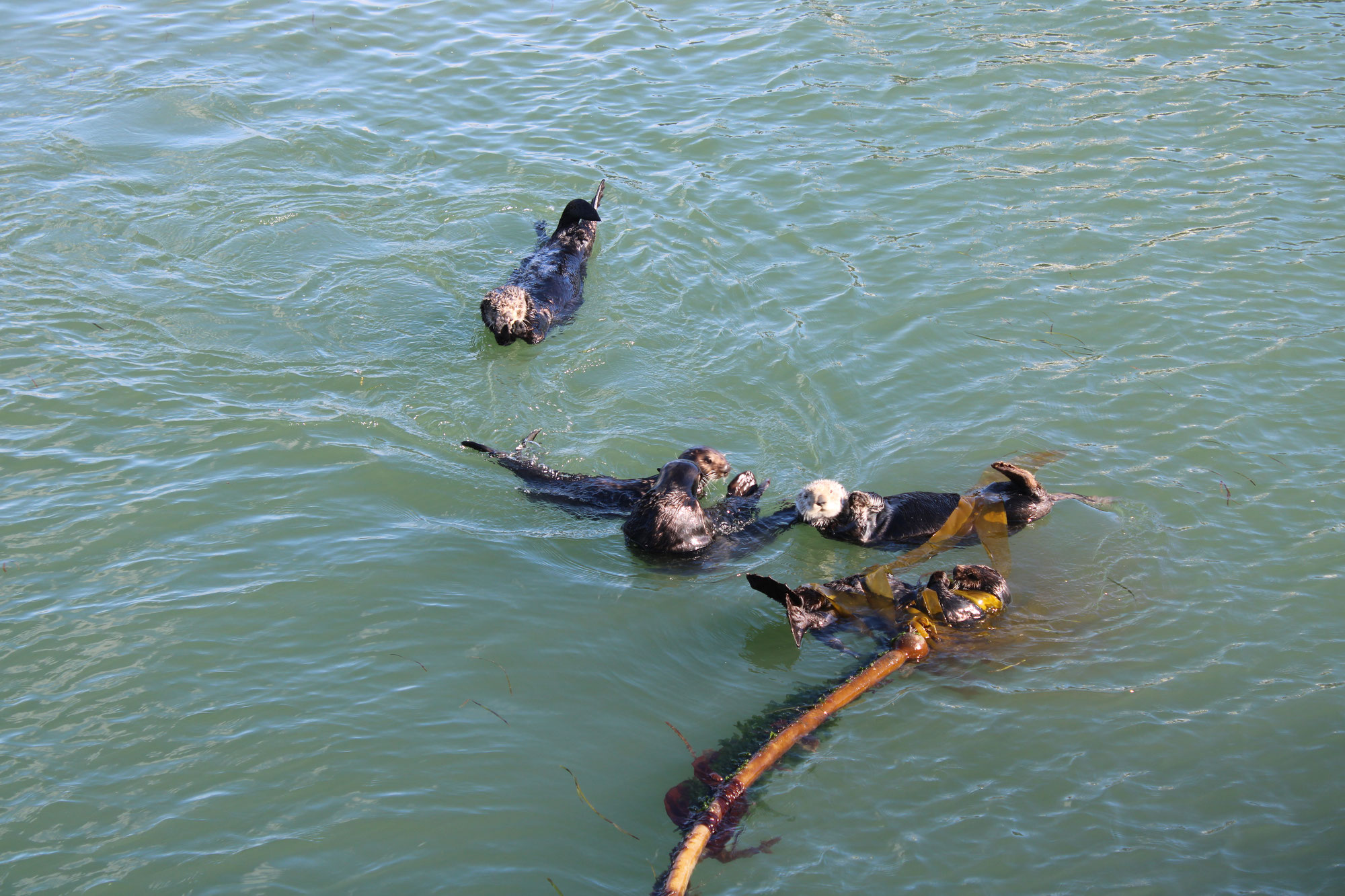 Otteralarm in Morro Bay