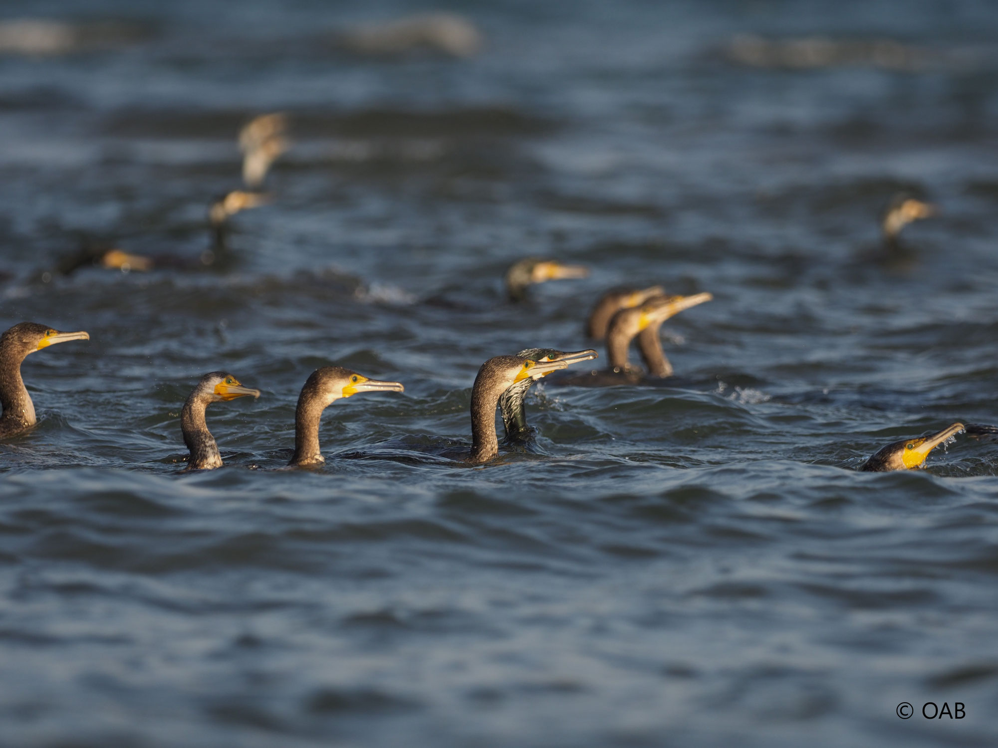 Kormoran und Fischartenschutz