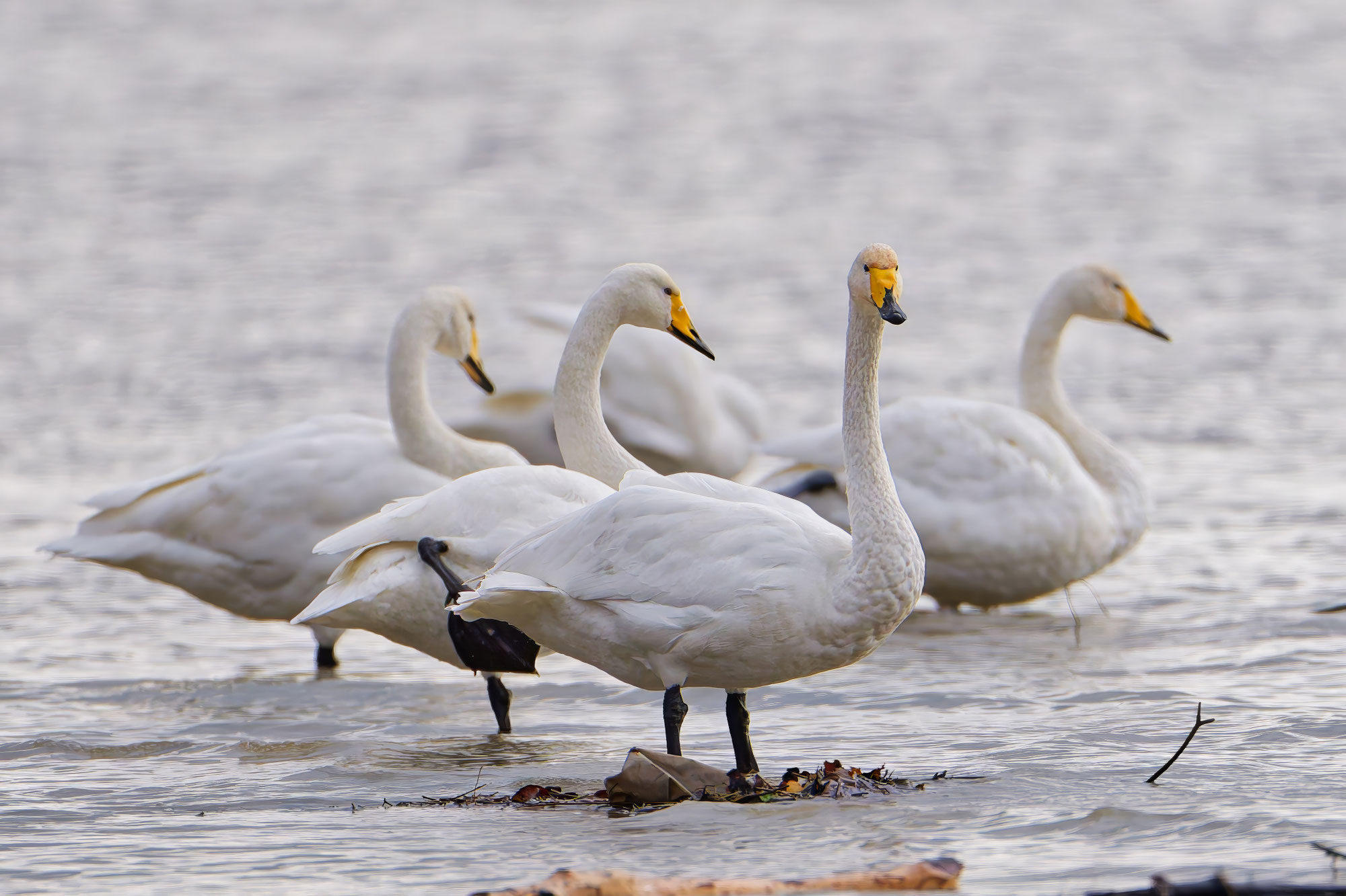 Singschwäne am Bodensee