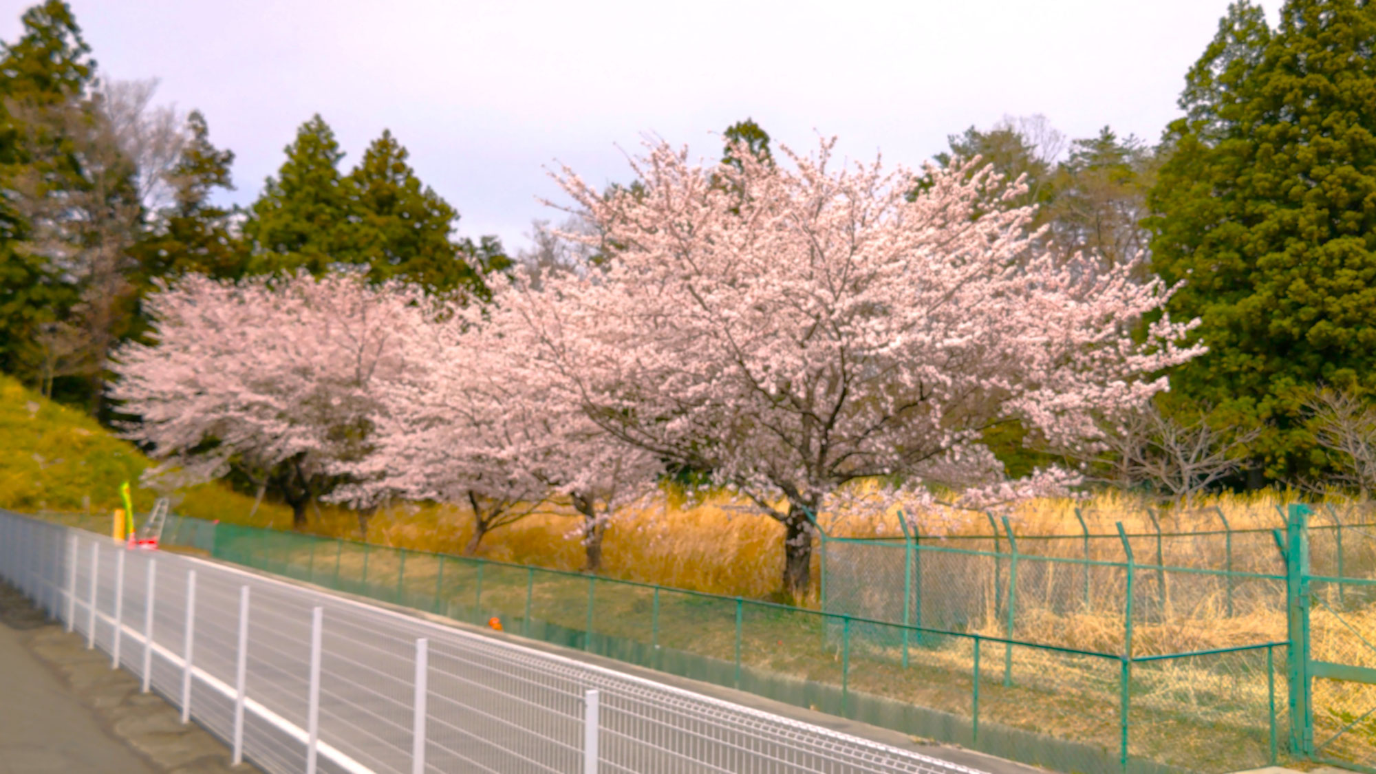 桜が満開です！
