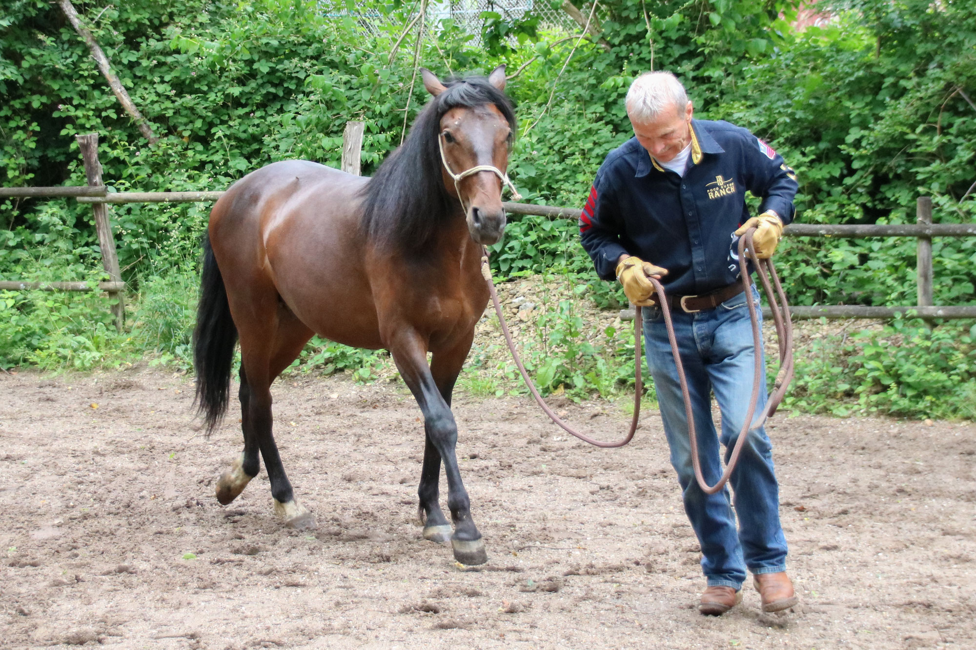 Das Pferd – ein konzentrationsschwaches Lebewesen