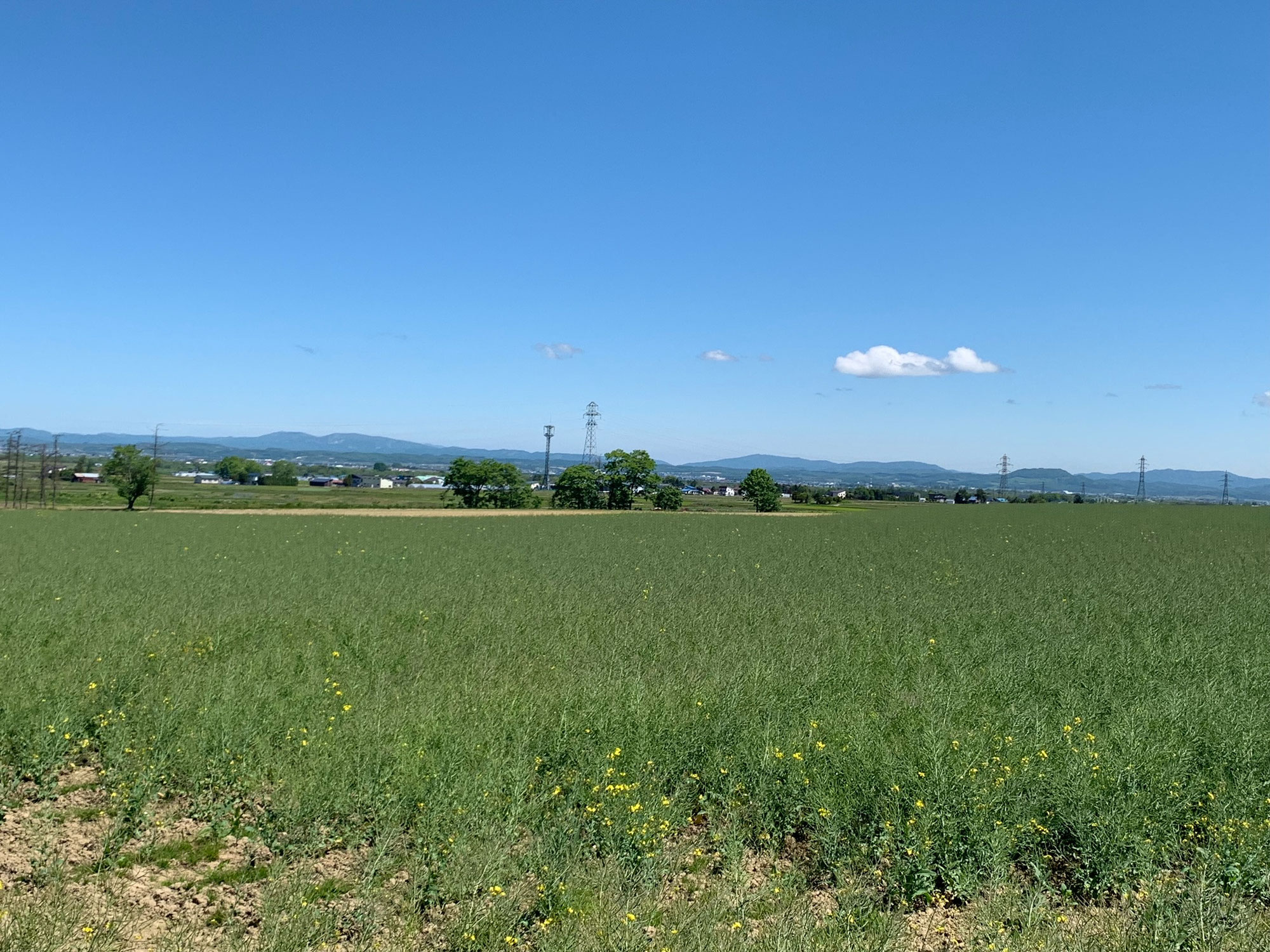 開花情報 たきかわ菜の花まつり