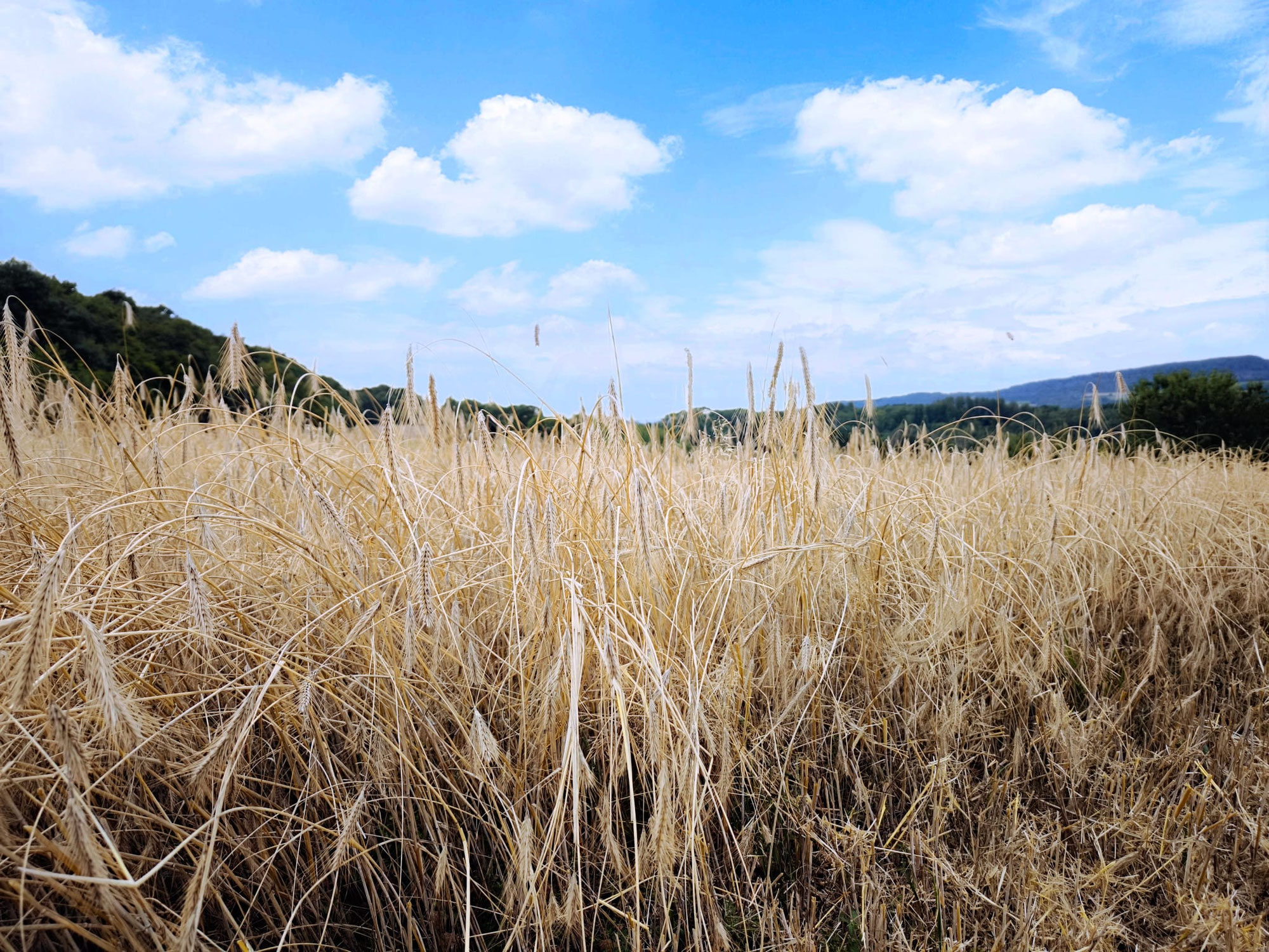 Regional. Gesund. Fair. Ehrlich. – Warum dein Einkauf mehr verändert, als du denkst